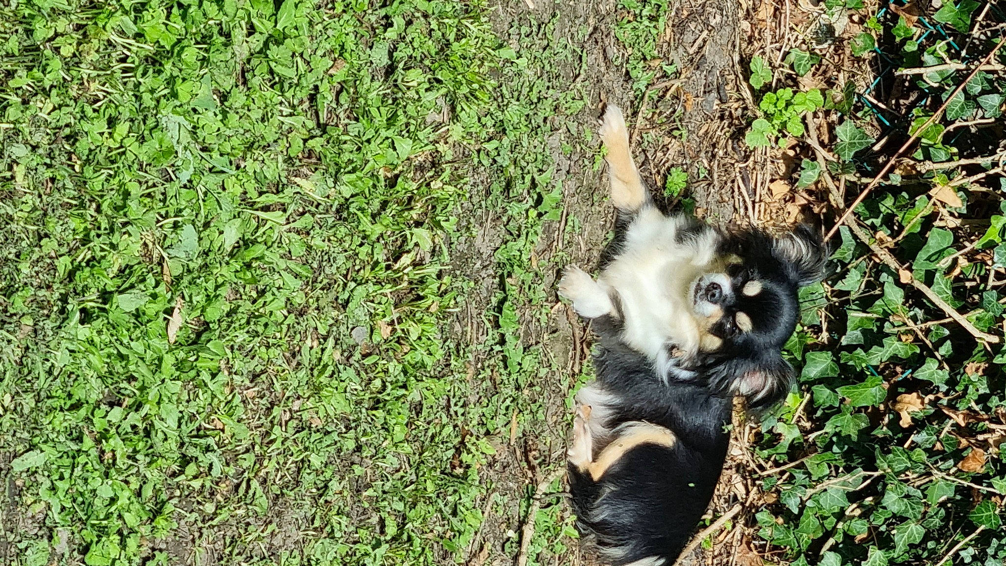 Caline a rejoint le concours — aidez-le/la à gagner de superbes lots ! canidae, carnivore, companion_dog, corgi_chihuahua, dog_breed, fawn, fur, grass, grassland, groundcover, herbaceous_plant, lemur, paw, plant, recreation, sporting_group, tail, terrestrial_animal, wildlife, working_dog