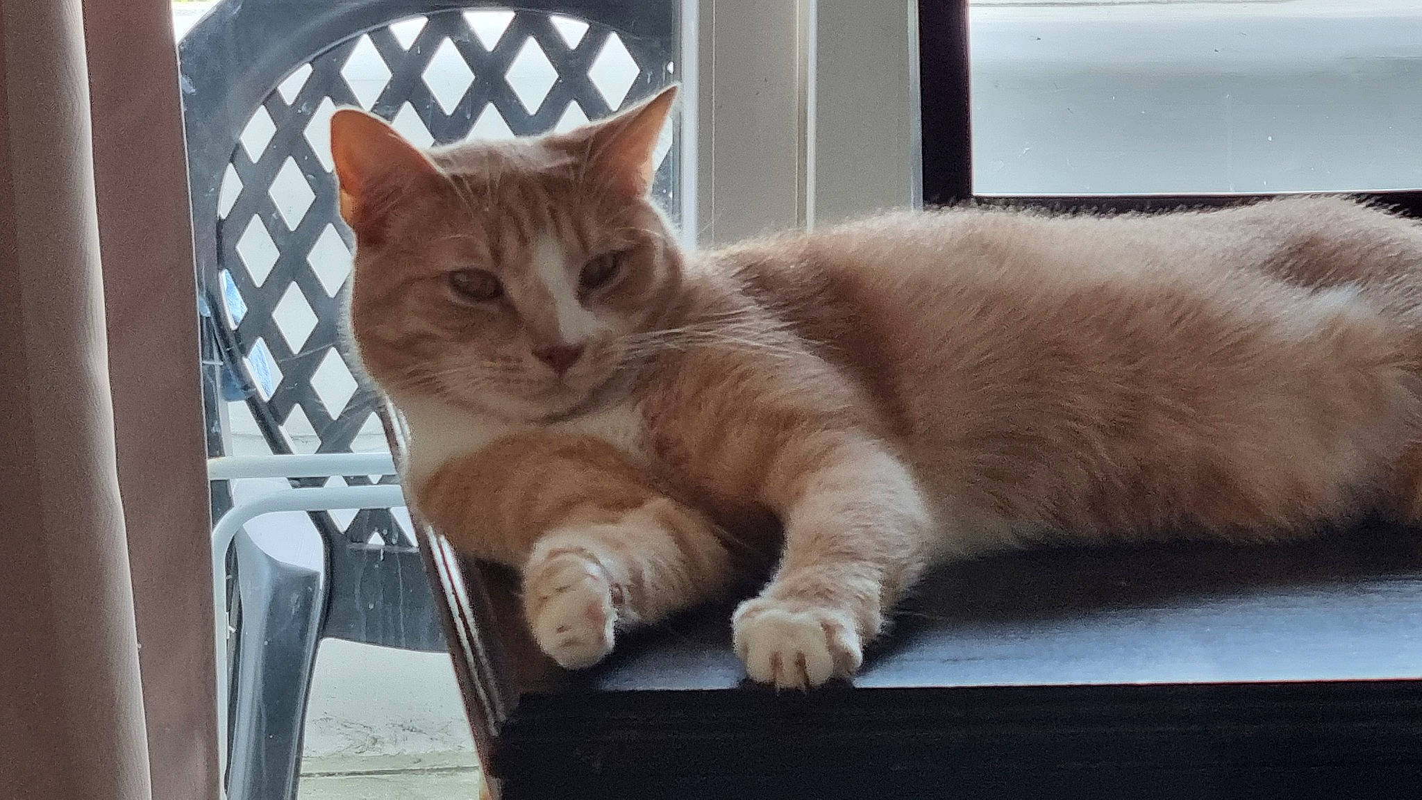 Figaro participe au concours pour gagner de l'argent avec cette photo : balinese, carnivore, cat, chair, claw, comfort, domestic_short_haired_cat, fawn, felidae, fur, hardwood, nap, paw, pet_supply, small_to_medium_sized_cats, snout, tail, whiskers, window, wood