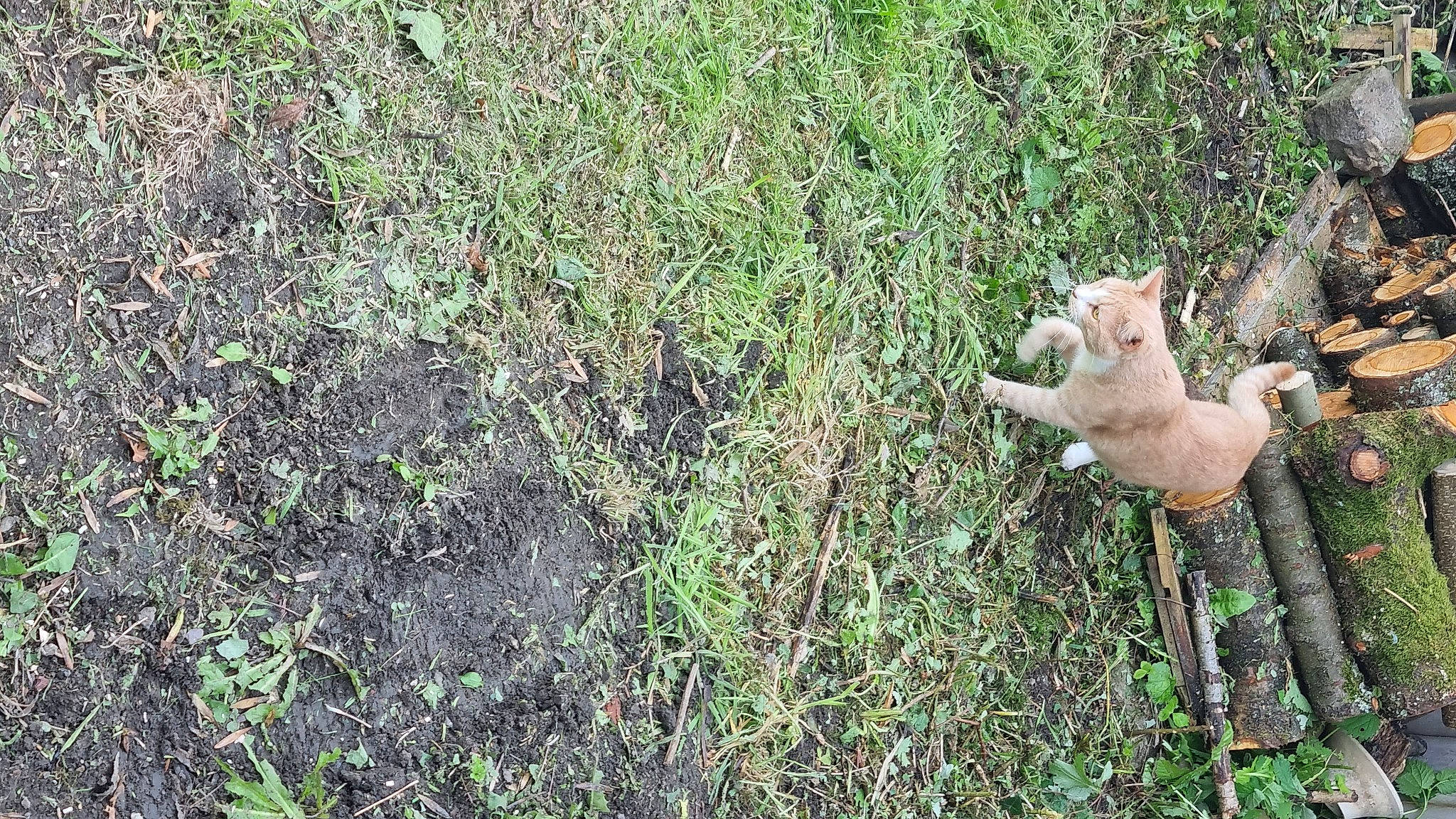 Figaro participe au concours pour gagner de l'argent avec cette photo : canidae, carnivore, cat, companion_dog, dog_breed, fawn, felidae, grass, grassland, groundcover, herb, herbaceous_plant, pasture, plant, small_to_medium_sized_cats, soil, sporting_group, tail, terrestrial_animal, whiskers