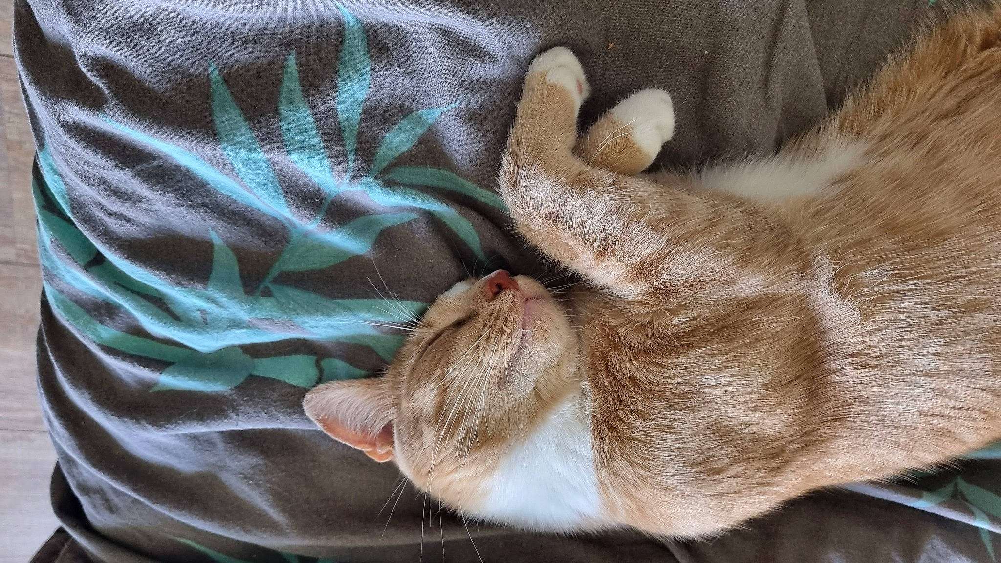 Figaro a rejoint le concours — aidez-le/la à gagner de superbes lots ! carnivore, cat, claw, comfort, domestic_short_haired_cat, fawn, felidae, foot, fur, gesture, human_leg, linens, paw, sleeve, small_to_medium_sized_cats, snout, tail, textile, toe, whiskers