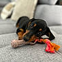 animal, bone, chewing, closeup, couch, cute, dachshund, dog, fabric, gray, home, indoor, pet, playful, puppy, relaxed, rope, small, toy, young