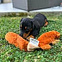 Aribo a rejoint le concours — aidez-le/la à gagner de superbes lots ! animal, background_blur, black_and_tan, cute, dachshund, daylight, dog, grass, greenery, lying_down, nature, outdoor, pet, playing, plush_toy, puppy, small_dog, sniffing, toy, wicker_furniture