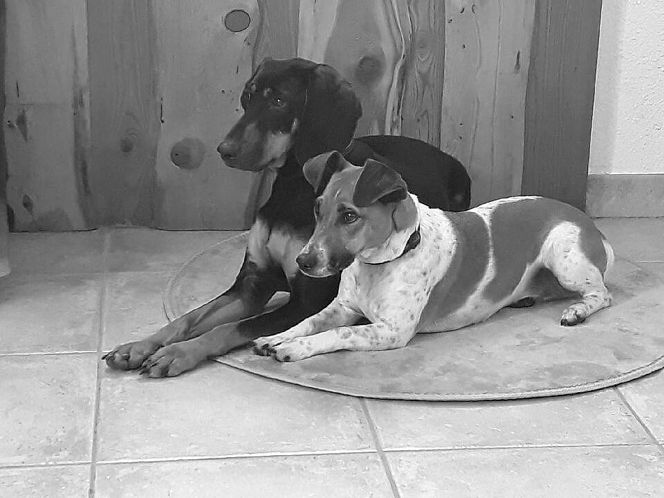 Milka Et Réglisse participe au concours pour gagner de l'argent avec cette photo : brazilian_terrier, canidae, carnivore, dog, dog_breed, mammal, pointer, rare_breed_dog, sporting_group, tail, vertebrate