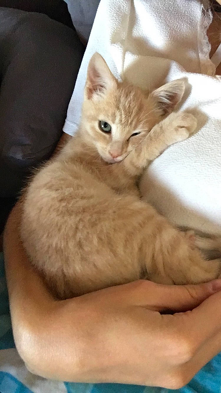 Oups  participe au concours pour gagner de l'argent avec cette photo : aegean_cat, australian_mist, burmilla, carnivoran, cat, cat_like_mammal, domestic_short_haired_cat, european_shorthair, fur, german_rex, kitten, paw, small_to_medium_sized_cats, whiskers