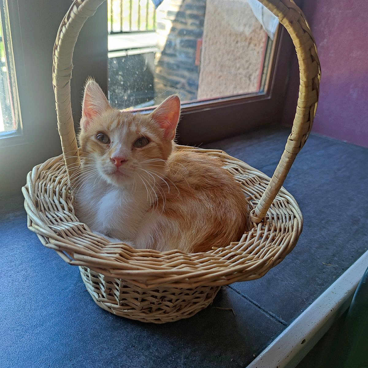 Pepito a rejoint le concours — aidez-le/la à gagner de superbes lots ! abyssinian, animal, art, basket, canine, cat, fun, handicraft, hardwood, kitten, leisureactivities, manx, pet, picnic, picnicbasket, porcelain, pottery, window, windowsill, wood