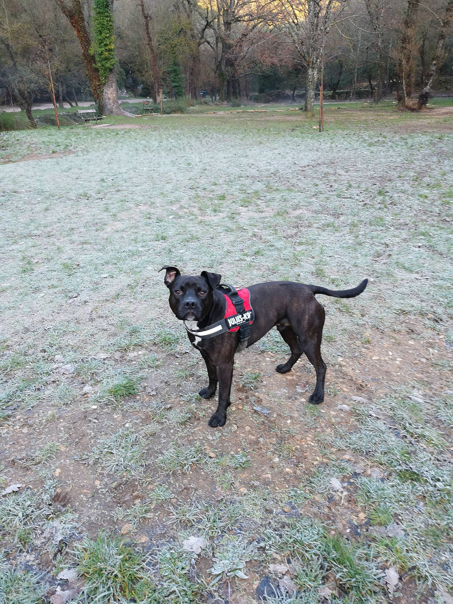 Mayron participe au concours pour gagner de l'argent avec cette photo : borador, carnivore, collar, companion_dog, dog, dog_breed, dog_collar, fawn, grass, guard_dog, gun_dog, leash, mammal, plant, soil, sporting_group, tail, tree, vertebrate, working_animal