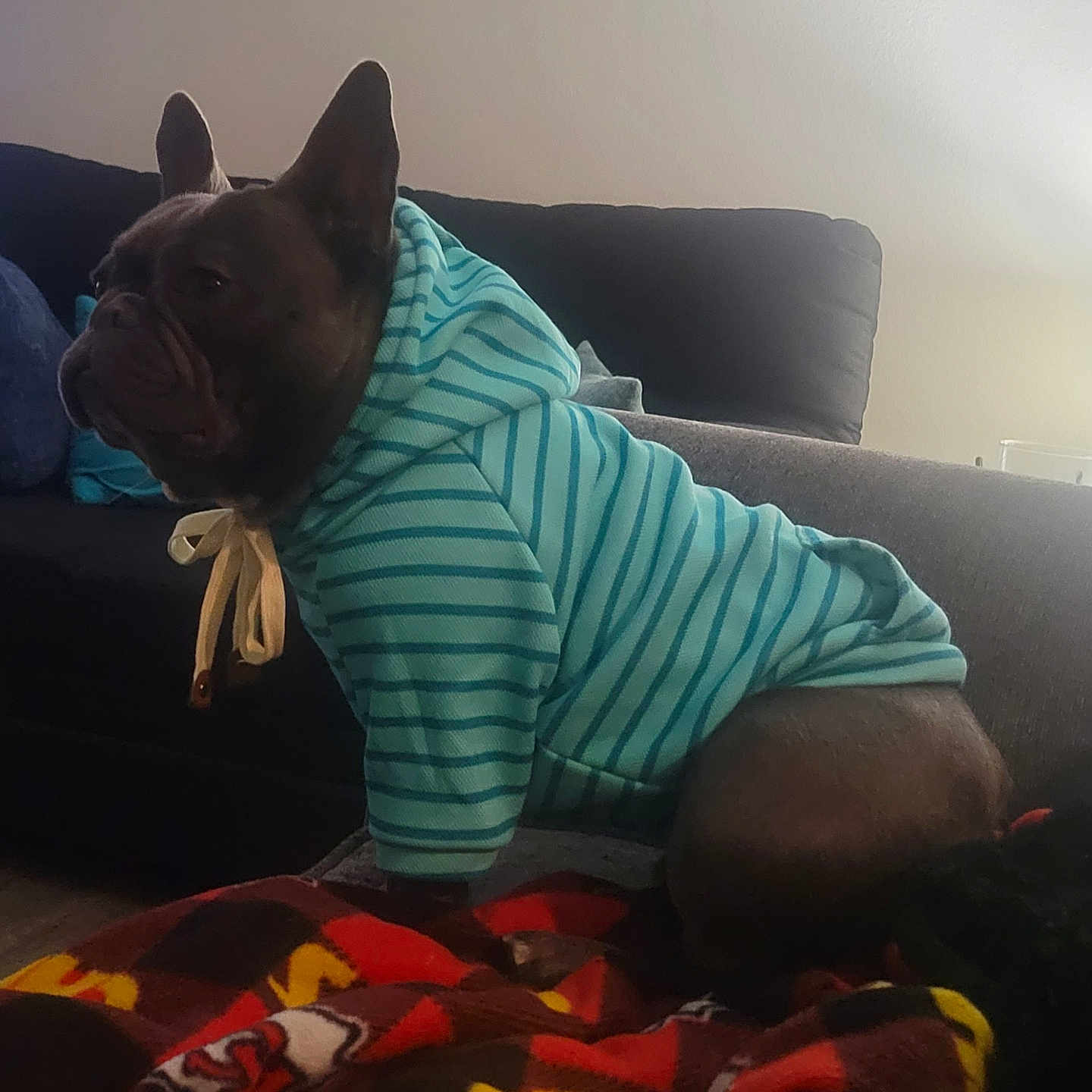 Onyx is registered to the contest to win money with this photo: animal, blanket, brown, canine, casual, clothing, companion, couch, cozy, dog, domestic_animal, french_bulldog, furniture, hoodie, household, indoor, pet, seated, side_view, striped