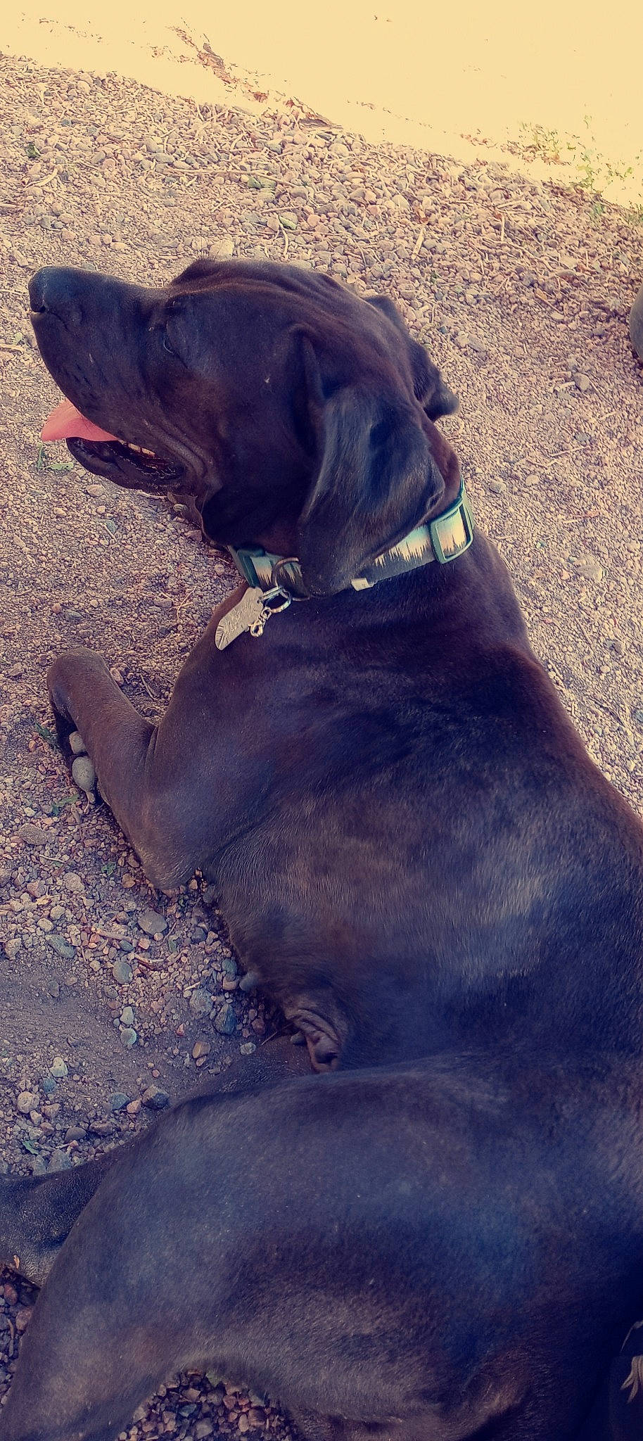 Connie joined the competition — help win amazing prizes! canidae, carnivore, collar, companion_dog, dog, dog_breed, dog_collar, fawn, gun_dog, hunting_dog, liver, mammal, snout, sporting_group, working_animal, working_dog