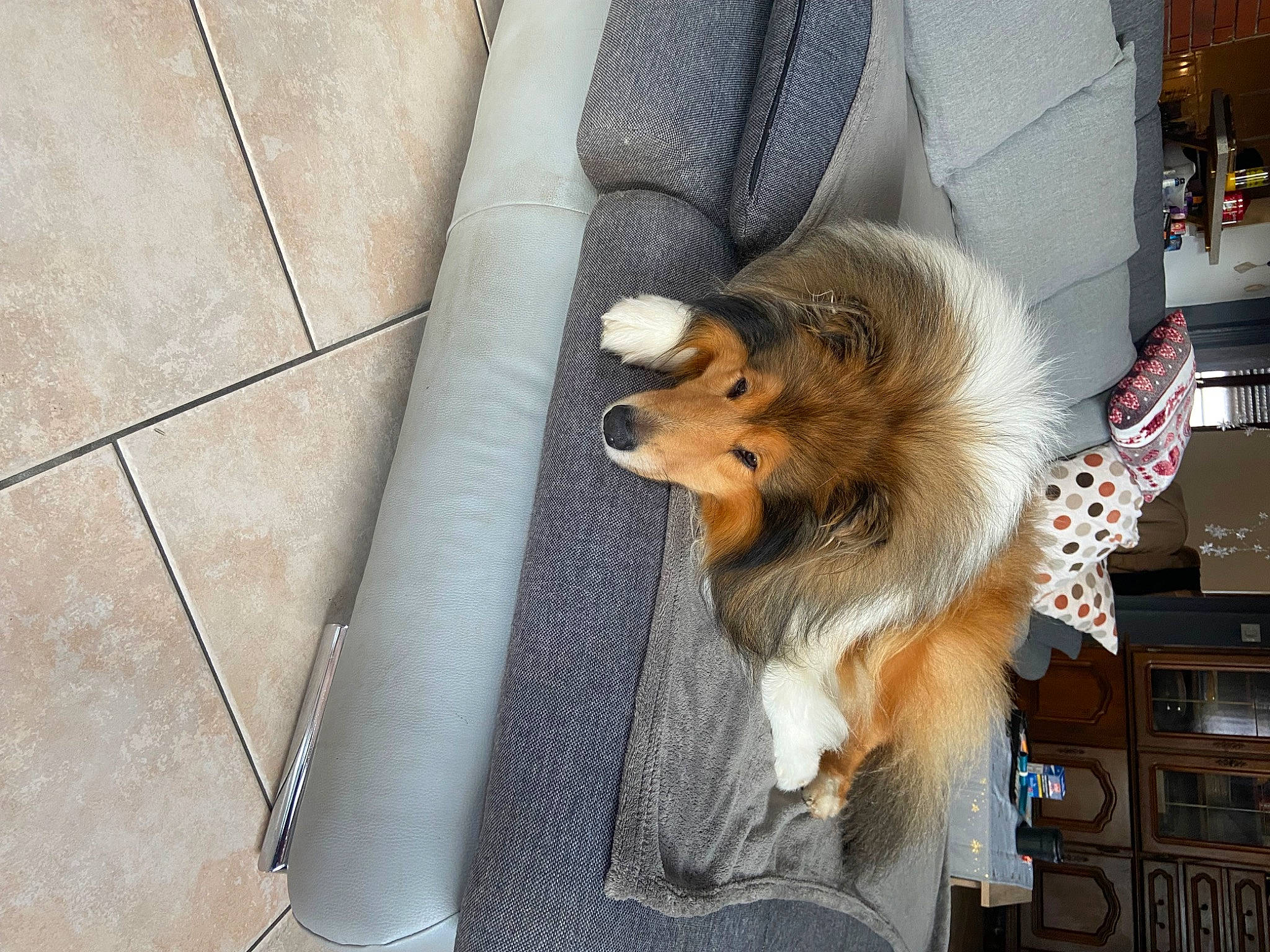Piwi participe au concours pour gagner de l'argent avec cette photo : canidae, carnivore, companion_dog, dog, dog_breed, dog_supply, fang, fawn, flooring, fur, german_spitz, german_spitz_klein, pet_supply, spitz, tail, tile_flooring, toy_dog, whiskers, window, wood