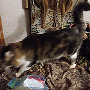 Scotty is registered to the contest to win money with this photo: animal_tapestry, background, blur, camouflage, cat, couch, domestic, fur, furniture, home, indoor, leg, motion_blur, pet, plastic_bag, soft_focus, striped_cat, tail, textile, walking