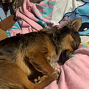 Harley joined the competition — help win amazing prizes! animal, bedroom, blanket, brown, canine, comfort, cozy, cushion, dog, fur, fur_texture, indoor, paw, peaceful, pet, relaxation, resting, sleeping, soft, warm