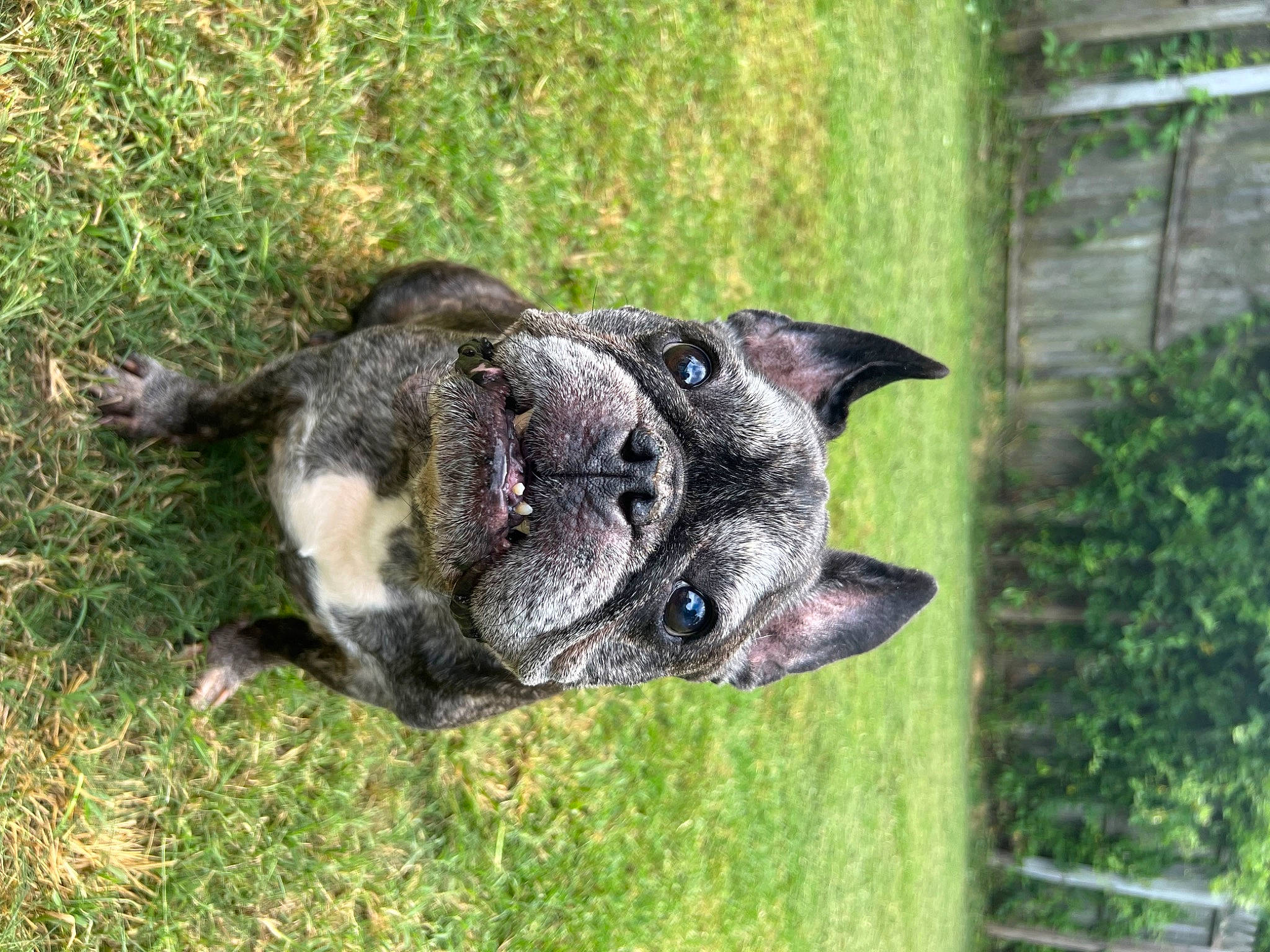 Bentley James is registered to the contest to win money with this photo: ancient_dog_breeds, canidae, carnivore, collar, companion_dog, dog, dog_breed, dog_collar, fawn, grass, non_sporting_group, plant, snout, sporting_group, tail, terrestrial_animal, whiskers, wildlife, working_animal, wrinkle