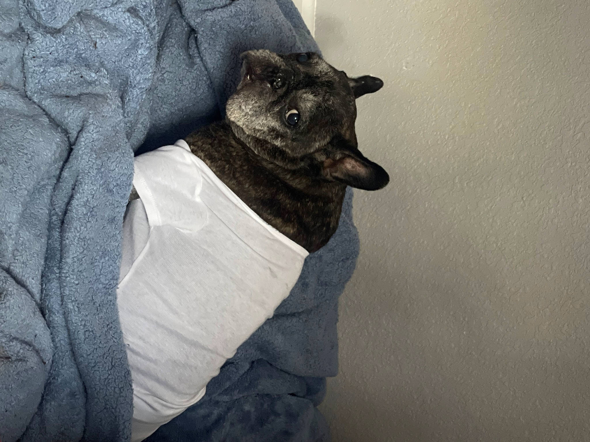 Bentley James joined the competition — help win amazing prizes! carnivore, comfort, companion_dog, dog, dog_breed, elbow, felidae, fur, gesture, grey, jaw, monochrome_photography, paw, sleeve, small_to_medium_sized_cats, sporting_group, toy_dog, waist, whiskers, working_animal