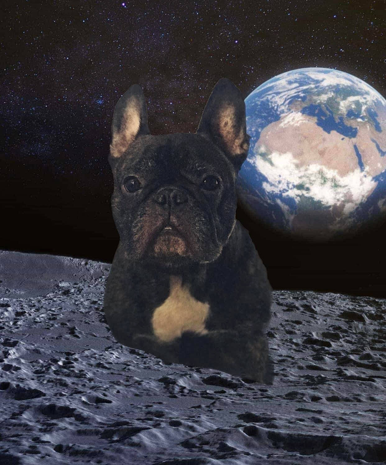 Bentley James is registered to the contest to win money with this photo: art, bulldog, canidae, carnivore, companion_dog, darkness, dog, dog_breed, electric_blue, fawn, midnight, organism, painting, snout, sporting_group, terrestrial_animal, toy_dog, water, whiskers, wrinkle