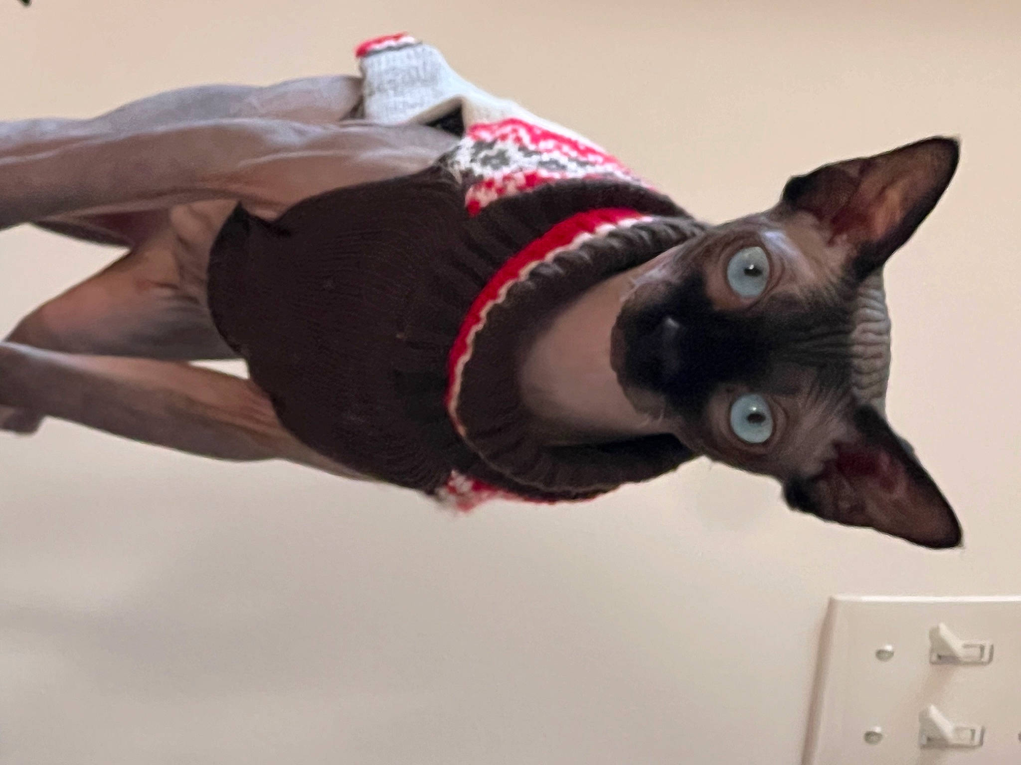 Elvis joined the competition — help win amazing prizes! canidae, carmine, carnivore, cat, collar, dog_breed, elbow, event, eyewear, fashion_accessory, felidae, fur, leash, light_switch, sleeve, small_to_medium_sized_cats, sunglasses, tail, whiskers, working_animal