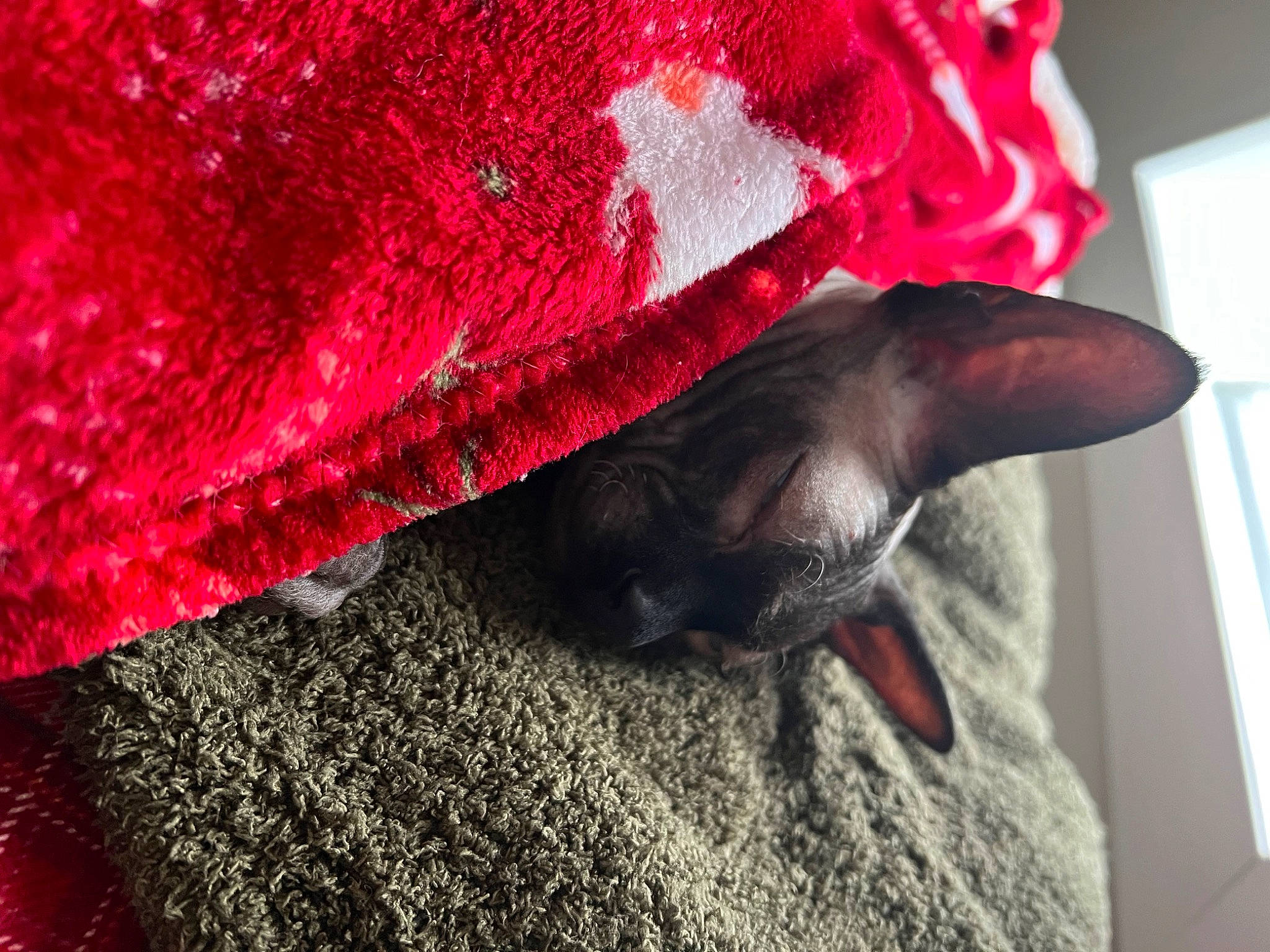 Elvis joined the competition — help win amazing prizes! carmine, carnivore, cat, comfort, fashion_accessory, fawn, felidae, fur, gesture, human_leg, linens, magenta, pattern, red, sleeve, small_to_medium_sized_cats, tints_and_shades, whiskers, wool, woolen