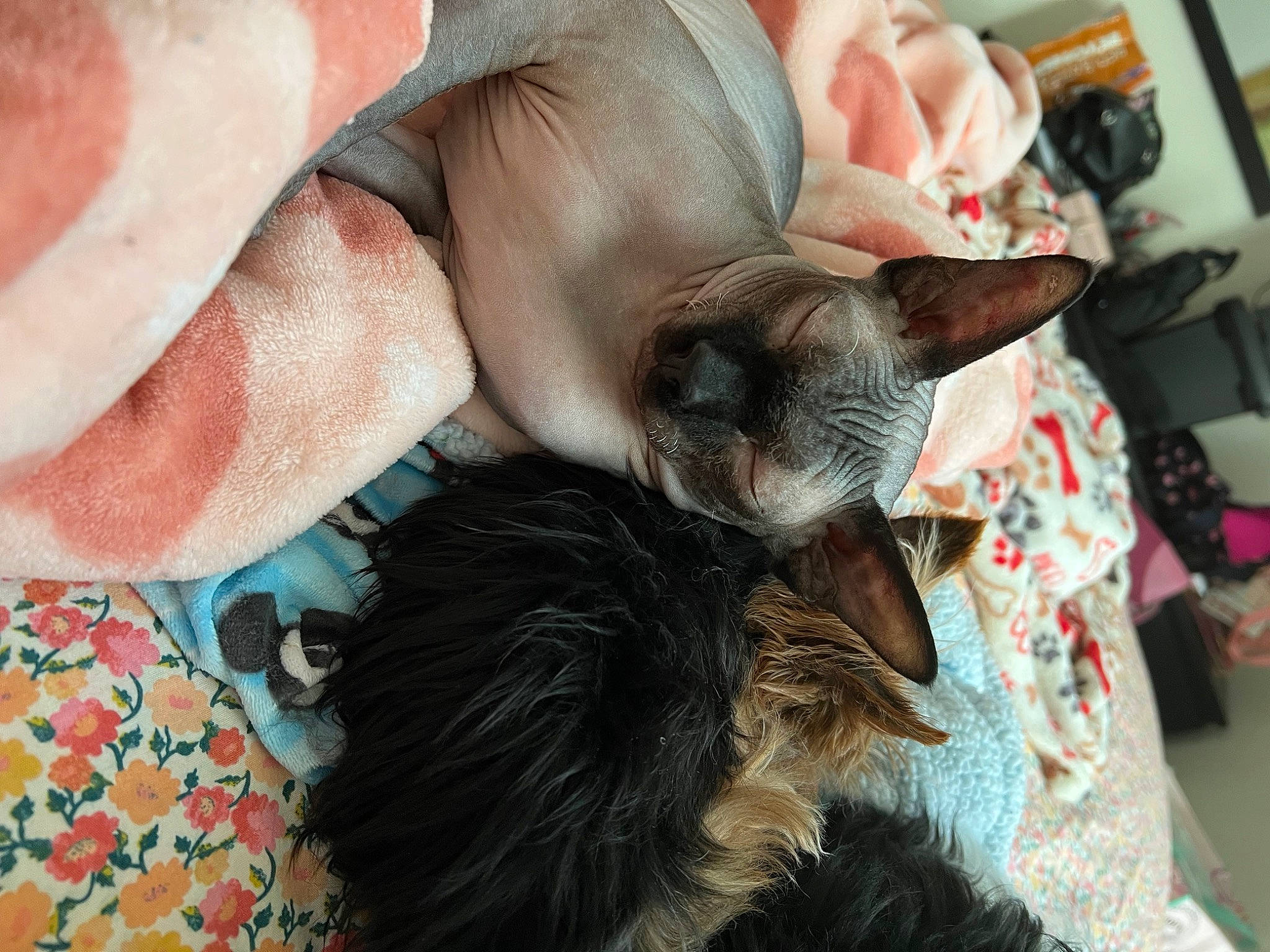 Elvis is registered to the contest to win money with this photo: canidae, carnivore, cat, comfort, dog_breed, domestic_short_haired_cat, ear, fawn, felidae, foot, fur, gesture, human_leg, nap, siamese, small_to_medium_sized_cats, snout, tail, thai, whiskers