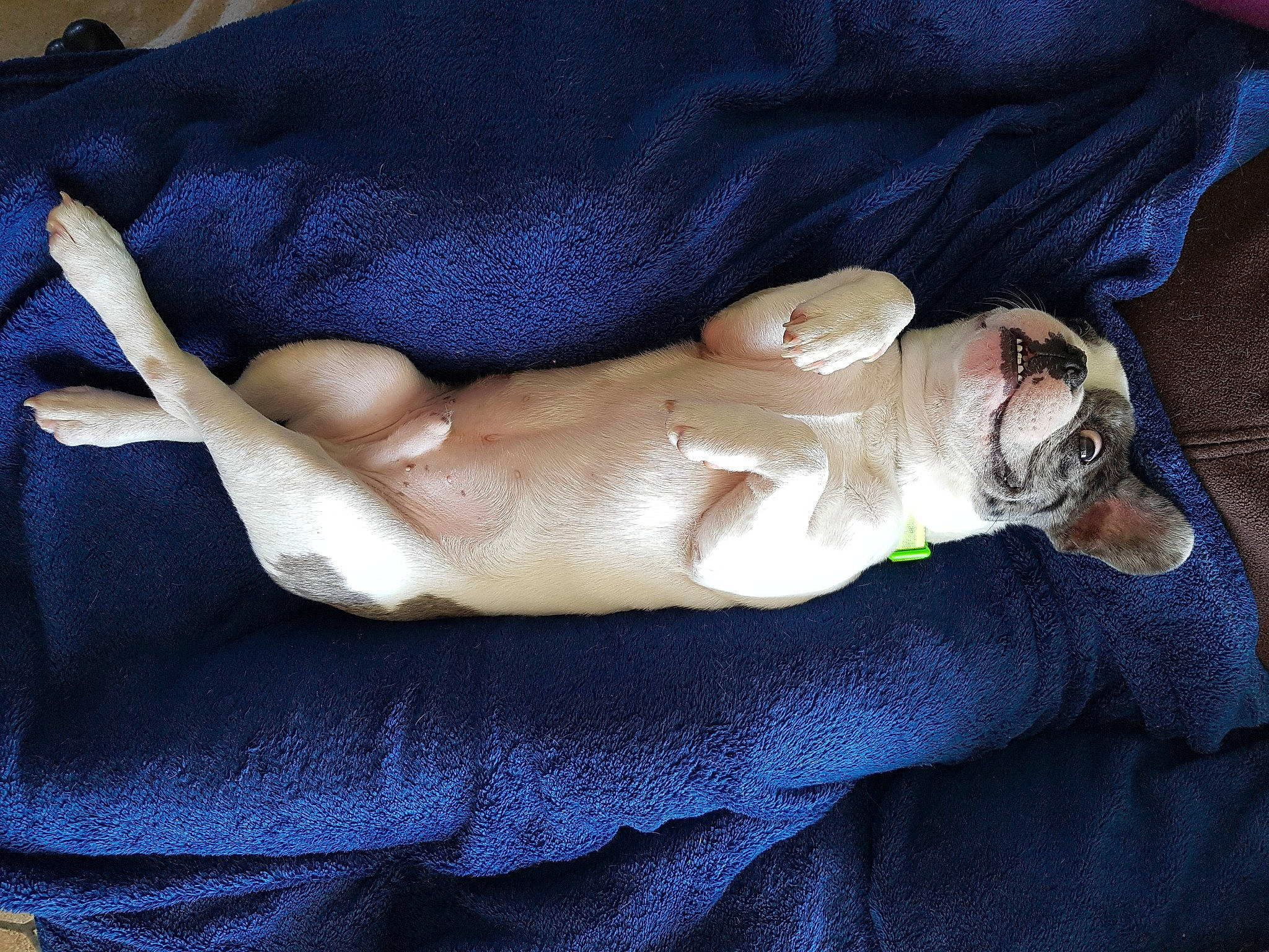 Prince participe au concours pour gagner de l'argent avec cette photo : abdomen, canidae, chest, comfort, companion_dog, dog_breed, elbow, electric_blue, fawn, felidae, foot, human_leg, linens, nail, nap, navel, snout, sporting_group, trunk, wrist