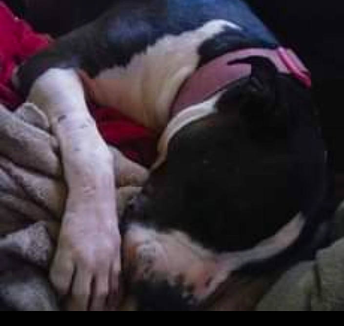 Princess joined the competition — help win amazing prizes! bored, canidae, carnivore, comfort, companion_dog, dog, dog_breed, fawn, fur, nap, non_sporting_group, sleep, snout, sporting_group, working_animal