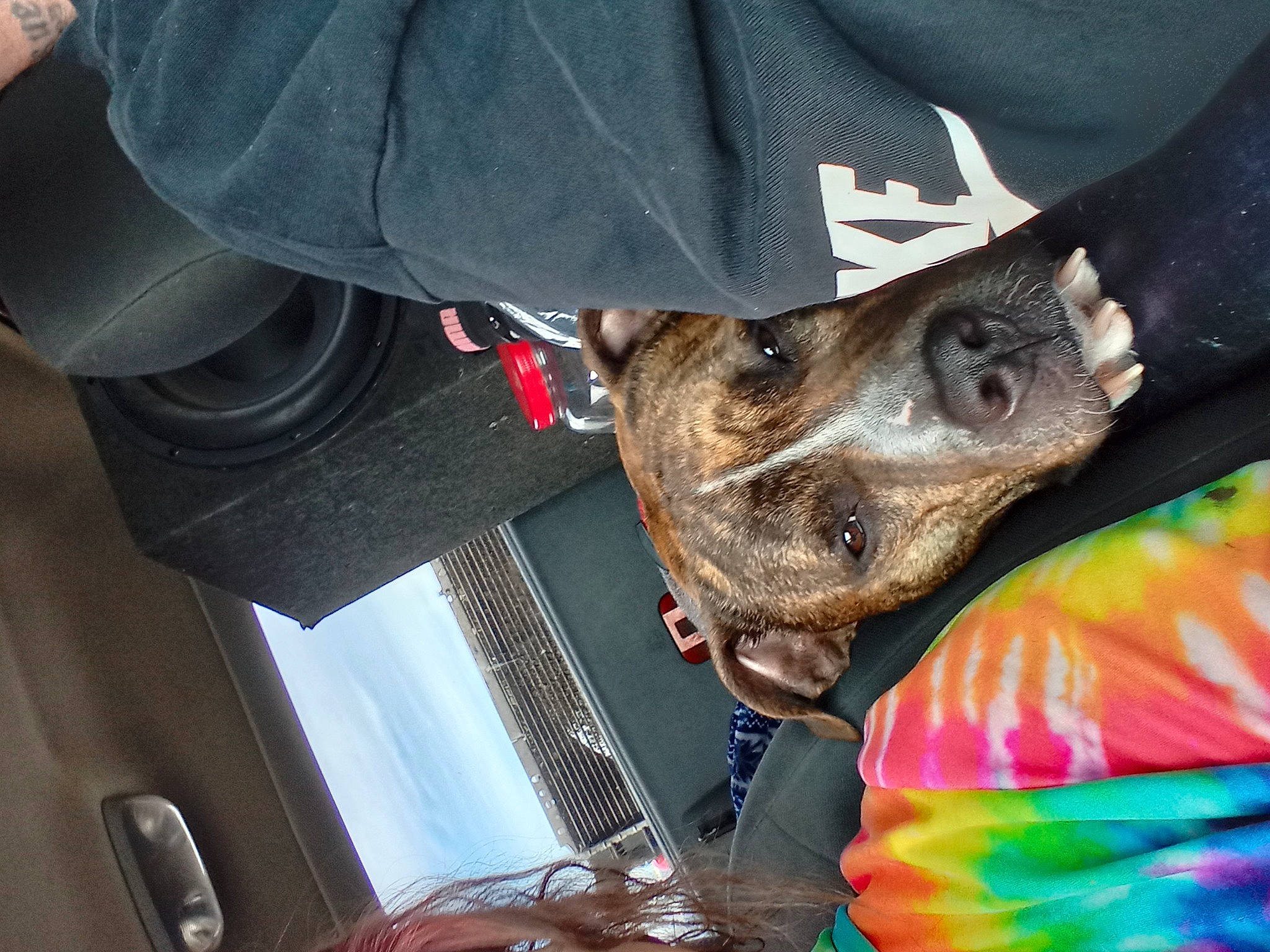 Doobie is registered to the contest to win money with this photo: auto_part, automotive_lighting, car, carnivore, collar, companion_dog, dog, dog_breed, dog_clothes, dog_collar, fashion_accessory, fawn, fur, sleeve, snout, sporting_group, vehicle, vehicle_door, windshield, working_animal