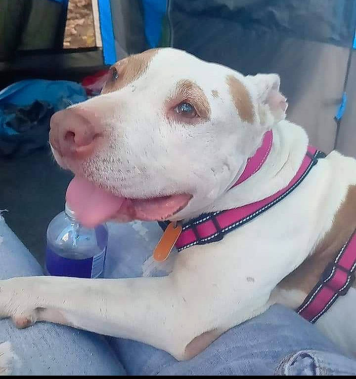 Angel is registered to the contest to win money with this photo: canidae, carnivore, collar, companion_dog, dog, dog_breed, dog_collar, dog_supply, eye, fawn, fur, happy, head, leash, pet_supply, selfie, snout, sporting_group, whiskers, working_animal