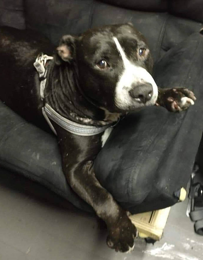 Baby Boy joined the competition — help win amazing prizes! borador, carnivore, collar, comfort, companion_dog, dog, dog_breed, dog_collar, fur, guard_dog, non_sporting_group, snout, sporting_group, whiskers, working_animal, working_dog