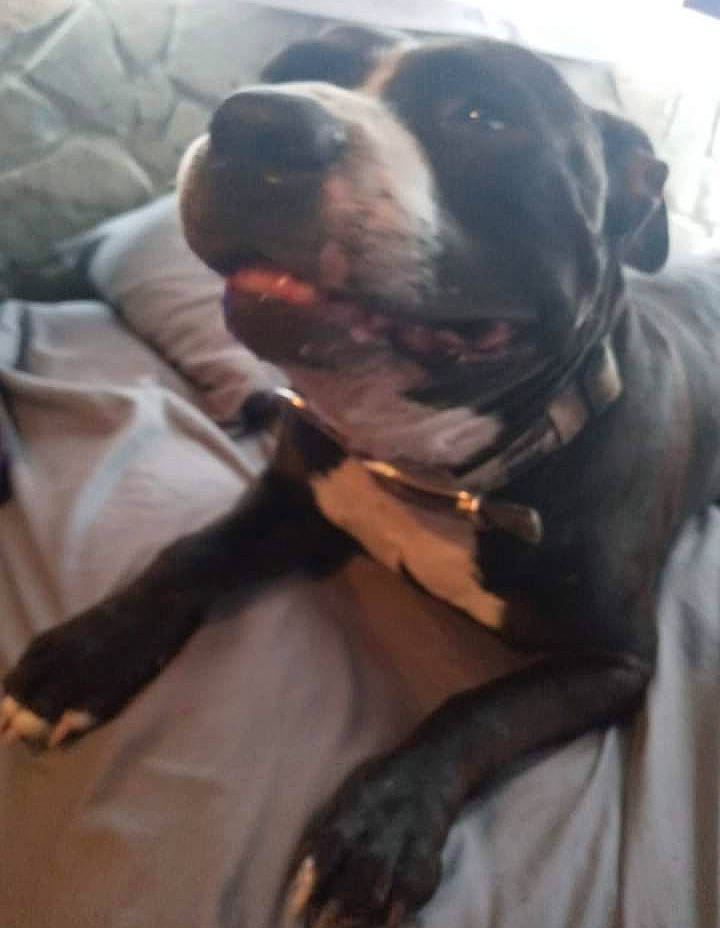 Baby Boy joined the competition — help win amazing prizes! boston_terrier, canidae, carnivore, collar, comfort, companion_dog, dog, dog_breed, dog_collar, fawn, fur, giant_dog_breed, guard_dog, molosser, non_sporting_group, snout, sporting_group, whiskers, working_animal, working_dog