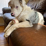 Ace joined the competition — help win amazing prizes! dog, white_dog, blue_eyes, baseball, leather_couch, indoor, window_blinds, wooden_floor, pet, animal, fur, paws, relaxed, house, living_room, light, shadow, close_up, resting, companion