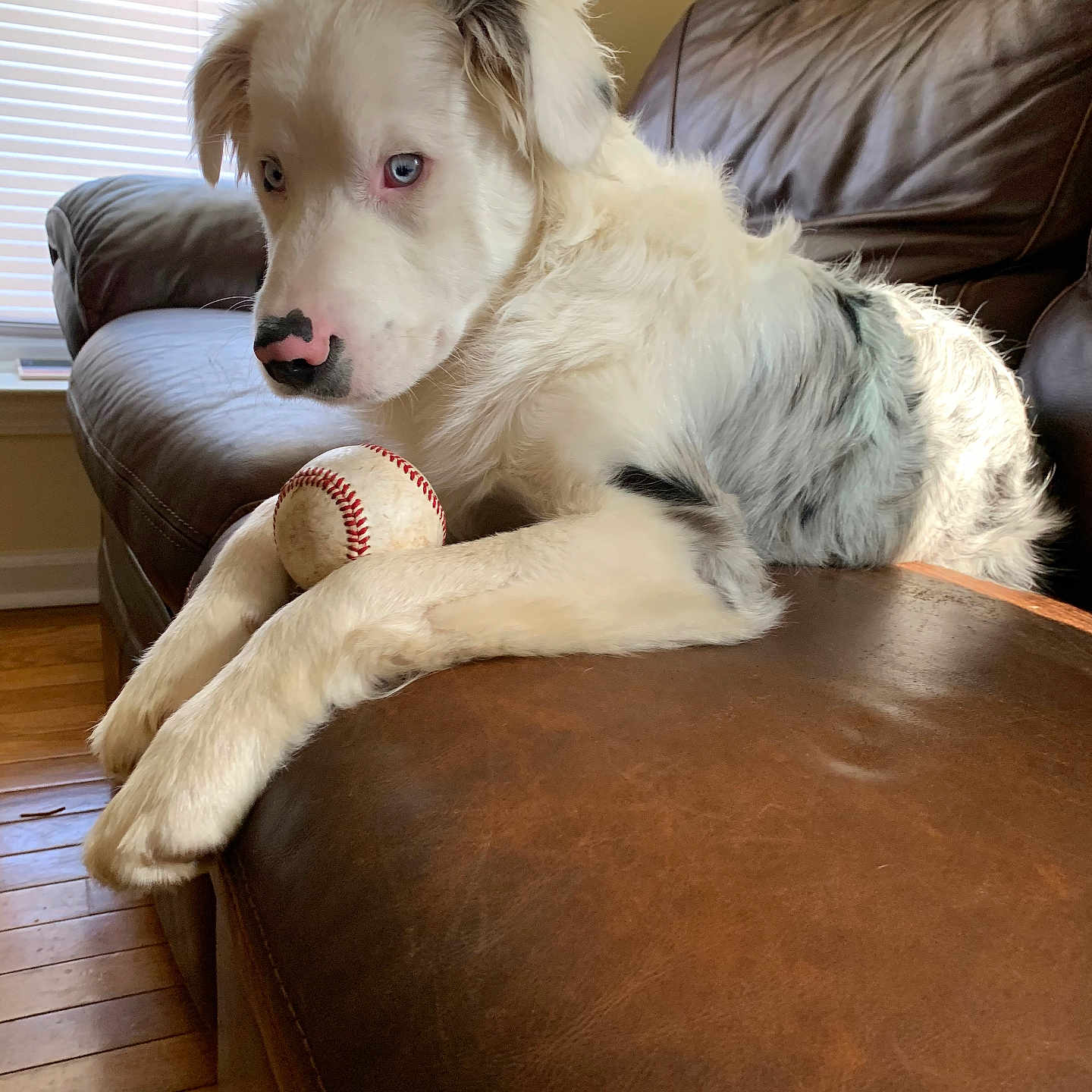 Ace joined the competition — help win amazing prizes! animal, baseball, blue_eyes, close_up, companion, dog, fur, house, indoor, leather_couch, light, living_room, paws, pet, relaxed, resting, shadow, white_dog, window_blinds, wooden_floor