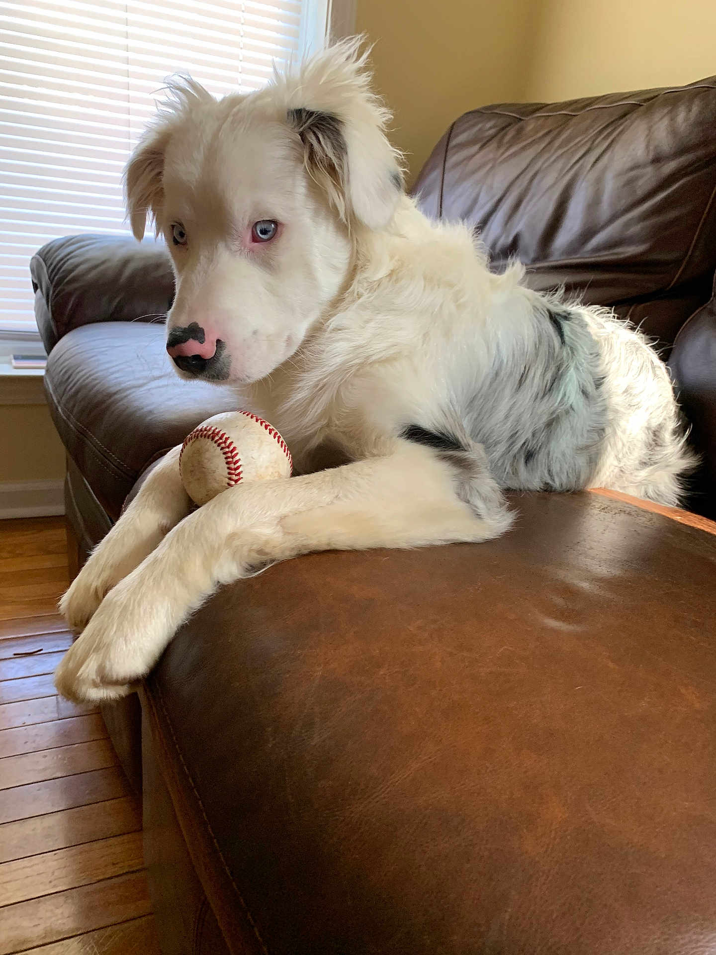 Ace joined the competition — help win amazing prizes! dog, white_dog, blue_eyes, baseball, leather_couch, indoor, window_blinds, wooden_floor, pet, animal, fur, paws, relaxed, house, living_room, light, shadow, close_up, resting, companion