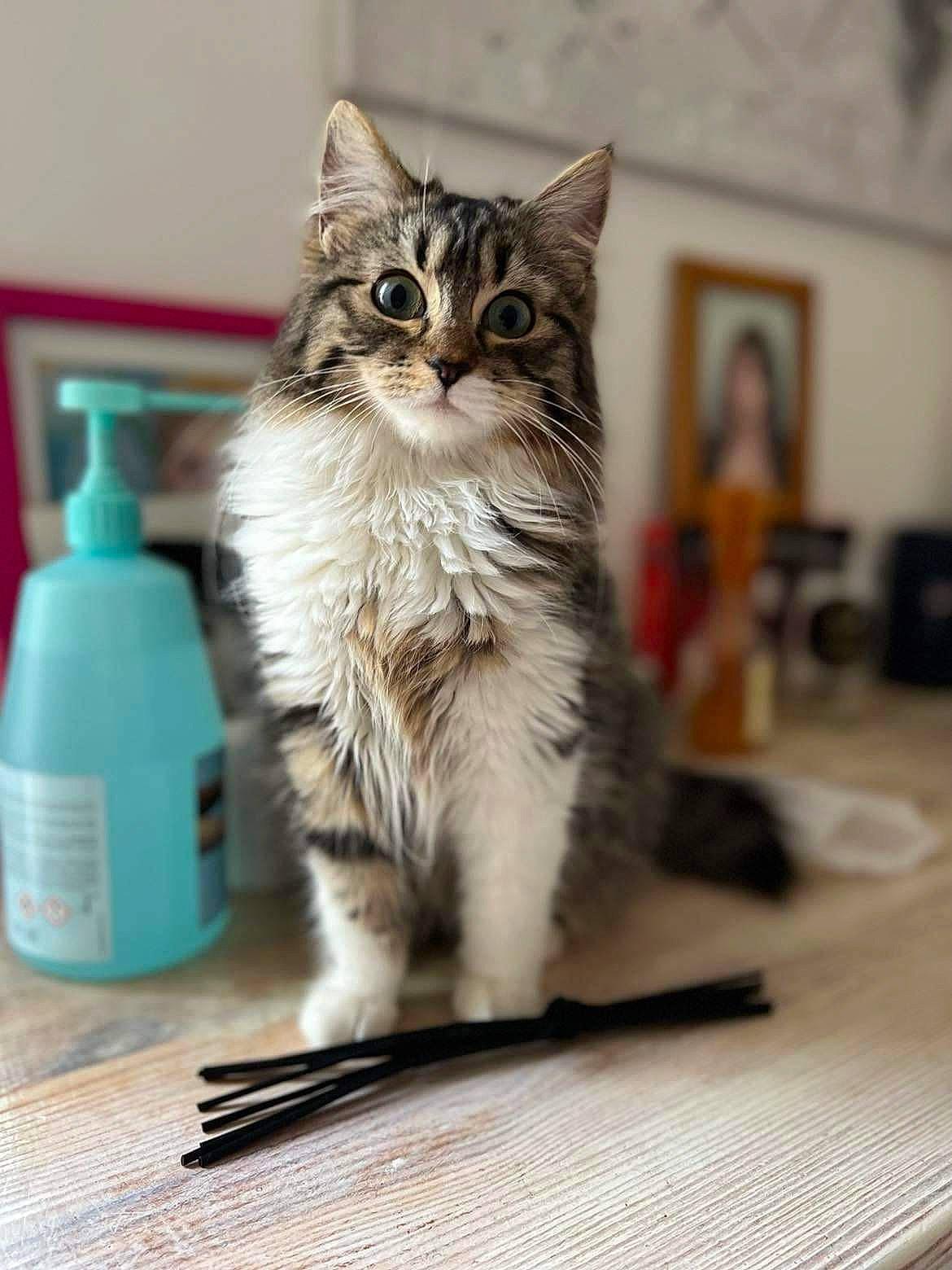 Moumoute a rejoint le concours — aidez-le/la à gagner de superbes lots ! carnivore, cat, claw, desk, domestic_short_haired_cat, felidae, fur, office_equipment, office_supplies, paw, pen, salt_and_pepper_shakers, small_to_medium_sized_cats, snout, table, tableware, tail, water_bottle, whiskers, writing_implement