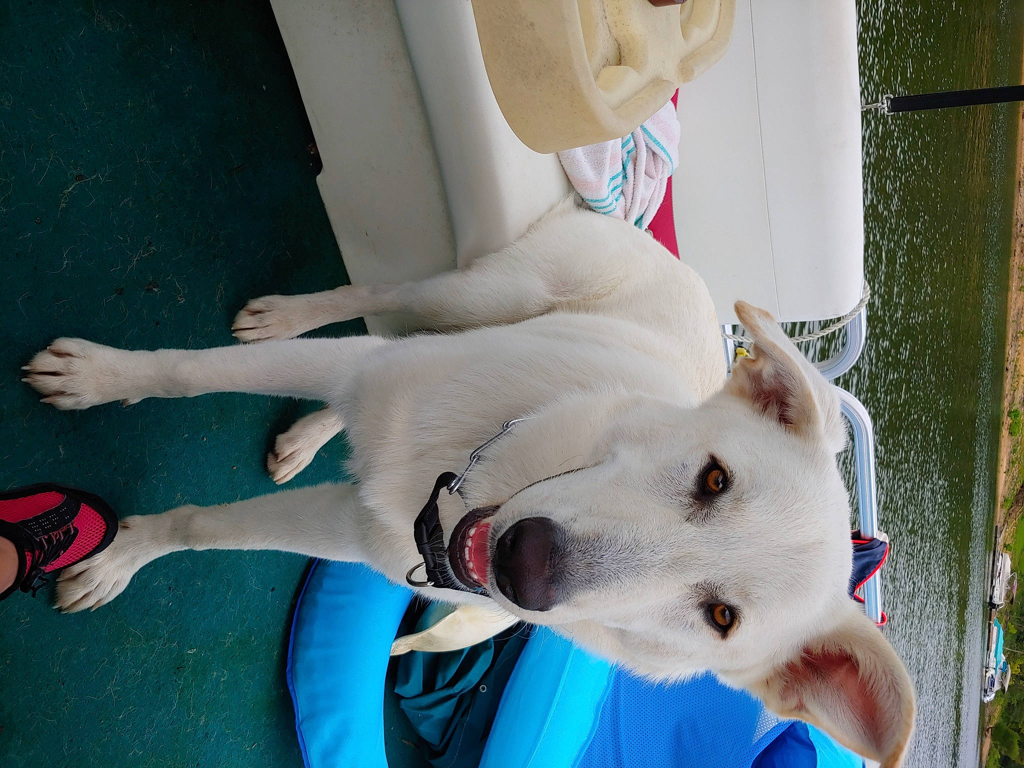 Bailiff is registered to the contest to win money with this photo: berger_blanc_suisse, canidae, carnivore, dog, dog_breed, fawn, kishu, korean_jindo_dog, mammal, non_sporting_group, sporting_group, white_shepherd