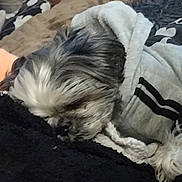 Benny joined the competition — help win amazing prizes! asphalt, canidae, carnivore, cloud, companion_dog, dog, dog_breed, dog_clothes, dog_supply, fur, nap, puppy, puppy_love, small_terrier, snout, sporting_group, tail, terrier, toy_dog, working_animal