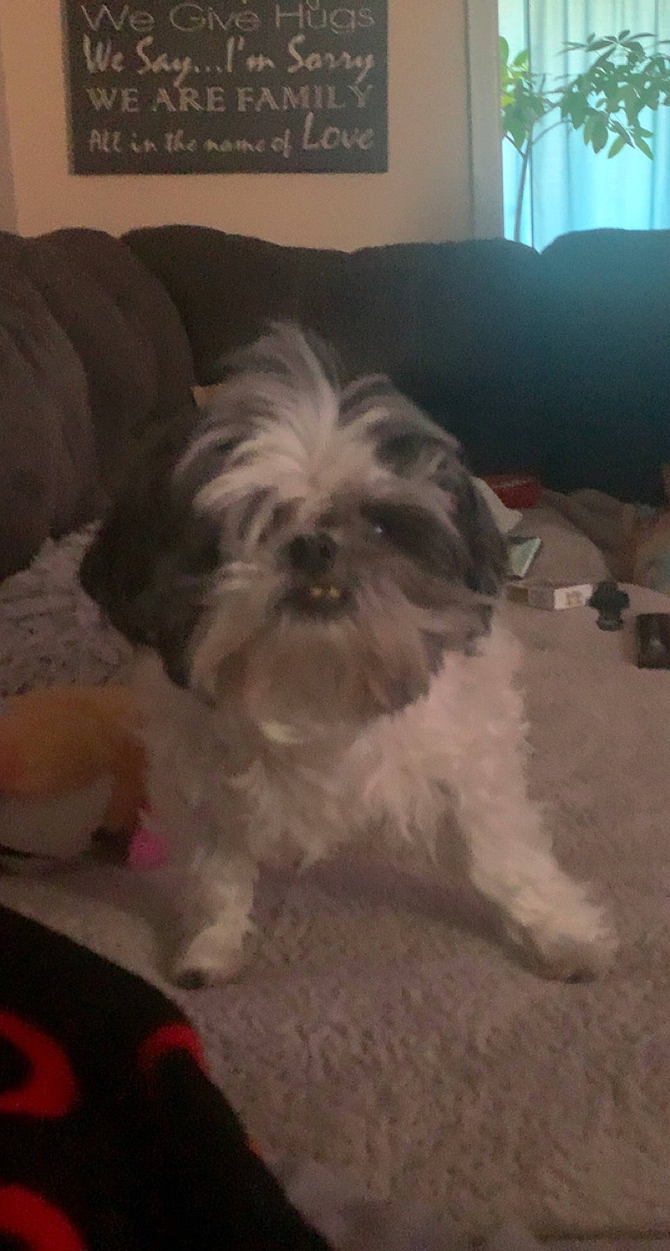 Benny joined the competition — help win amazing prizes! carnivore, comfort, companion_dog, dog, dog_breed, eye, flooring, fur, hardwood, liver, mal_shi, picture_frame, shih_tzu, small_terrier, snout, sporting_group, terrestrial_animal, terrier, toy_dog, working_animal