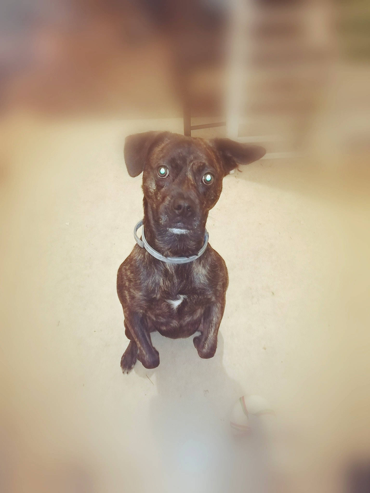 Bucky participe au concours pour gagner de l'argent avec cette photo : american_pit_bull_terrier, canidae, carnivore, dog, dog_breed, ear, fawn, labrador_retriever, mammal, patterdale_terrier, puppy, rare_breed_dog, snout, sporting_group