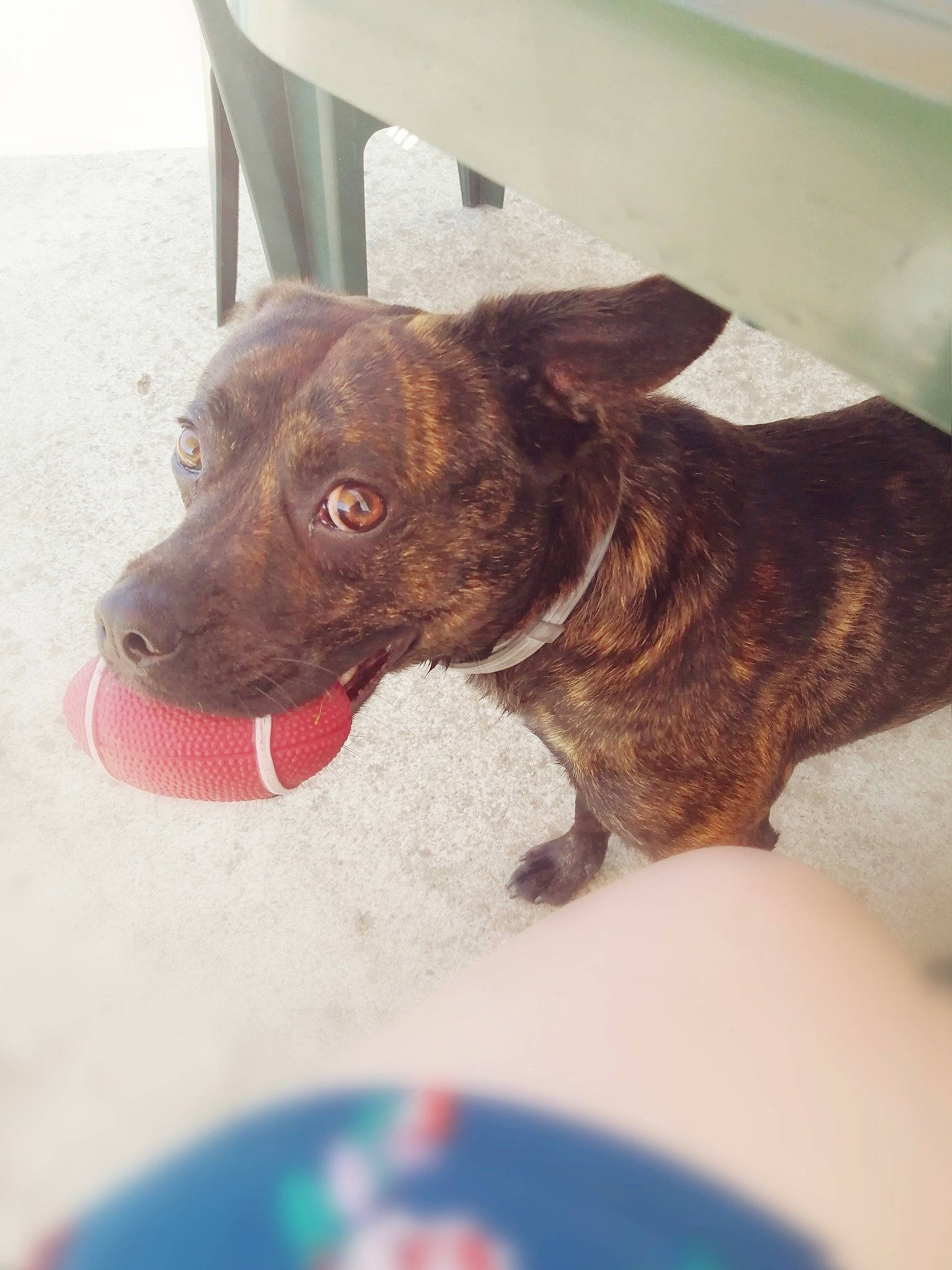 Bucky a rejoint le concours — aidez-le/la à gagner de superbes lots ! canidae, carnivore, dog, dog_breed, ear, eye, formosan_mountain_dog, pit_bull, puppy, snout, sporting_group, street_dog