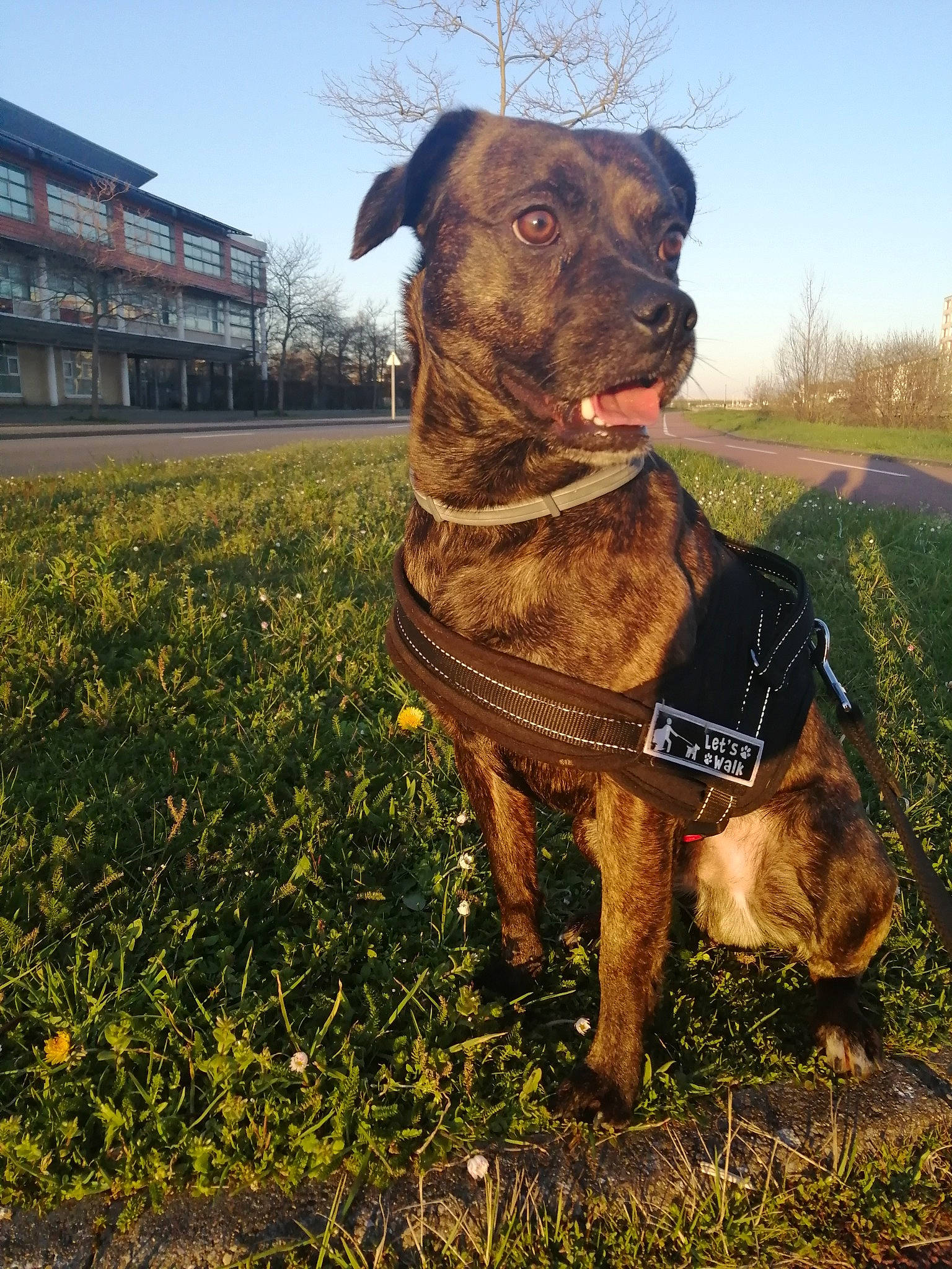 Bucky participe au concours pour gagner de l'argent avec cette photo : alano_espanol, alaunt, american_pit_bull_terrier, canidae, canis_panther, carnivore, cimarron_uruguayo, dog, dog_breed, fawn, grass, mammal, patterdale_terrier, perro_de_presa_canario, snout, sporting_group, vertebrate