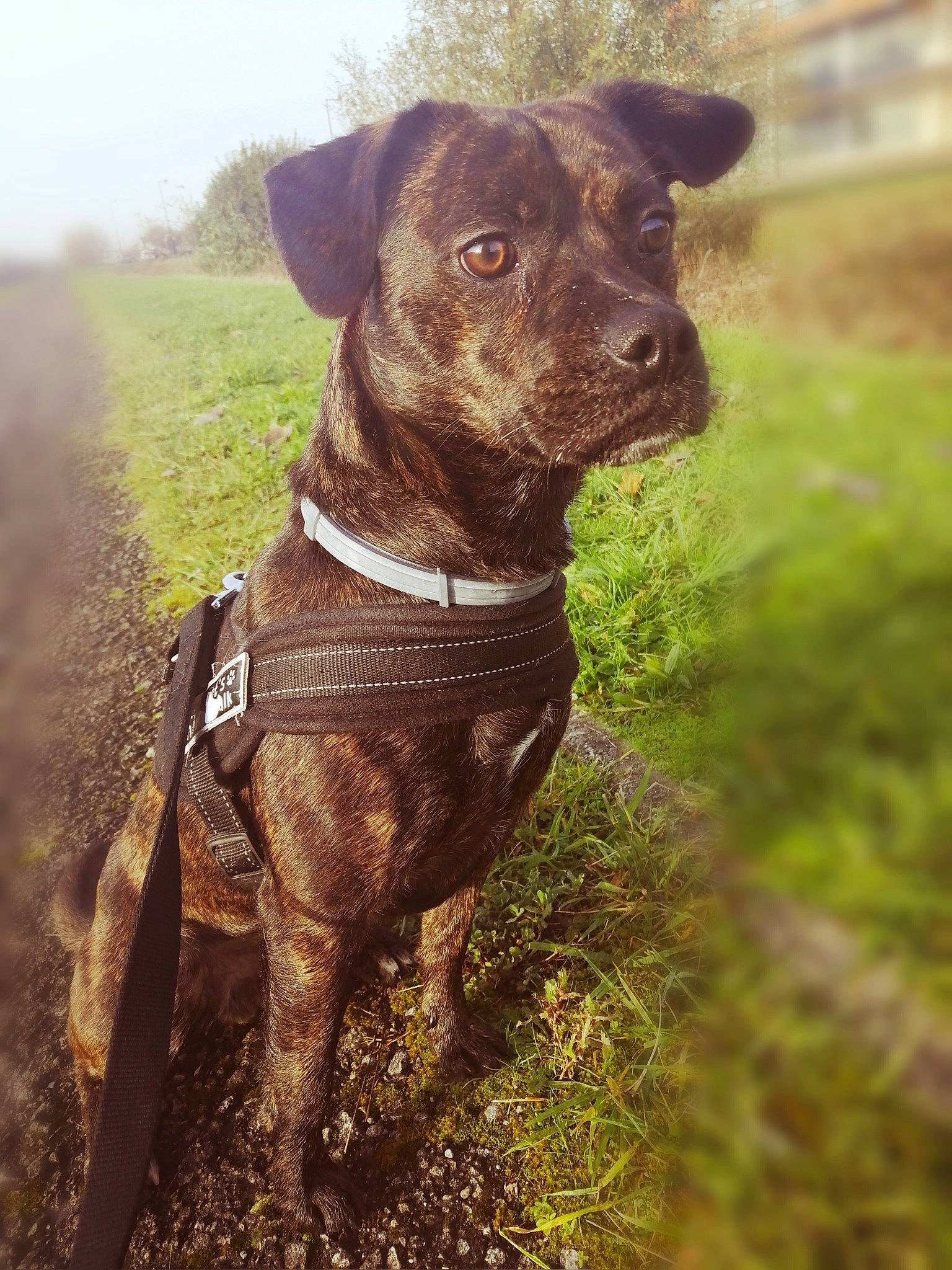 Bucky a rejoint le concours — aidez-le/la à gagner de superbes lots ! adventure, american_pit_bull_terrier, canidae, carnivore, dog, dog_breed, hunting_dog, labrador_retriever, mammal, mountain_cur, patterdale_terrier, snout, sporting_group