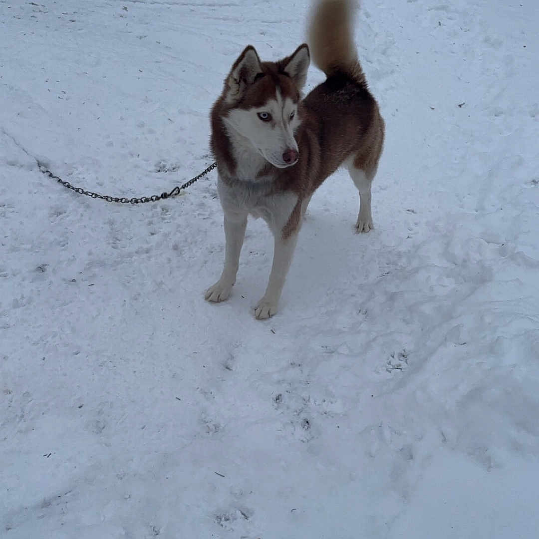 Zoey is registered to the contest to win money with this photo: animal, architecture, building, canine, dog, eskimodog, husky, ice, nature, outdoors, pet, plant, puppy, rock, shelter, snow, tree, vegetation, whitedog, winter