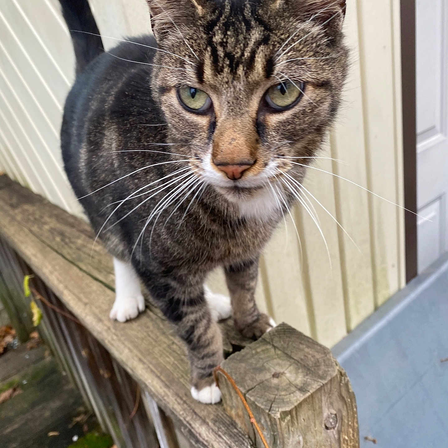Pugsley is registered to the contest to win money with this photo: abyssinian, animal, architecture, bench, building, cat, deck, fence, furniture, handrail, hardwood, kitten, manx, pet, plywood, railing, slate, water, waterfront, wood