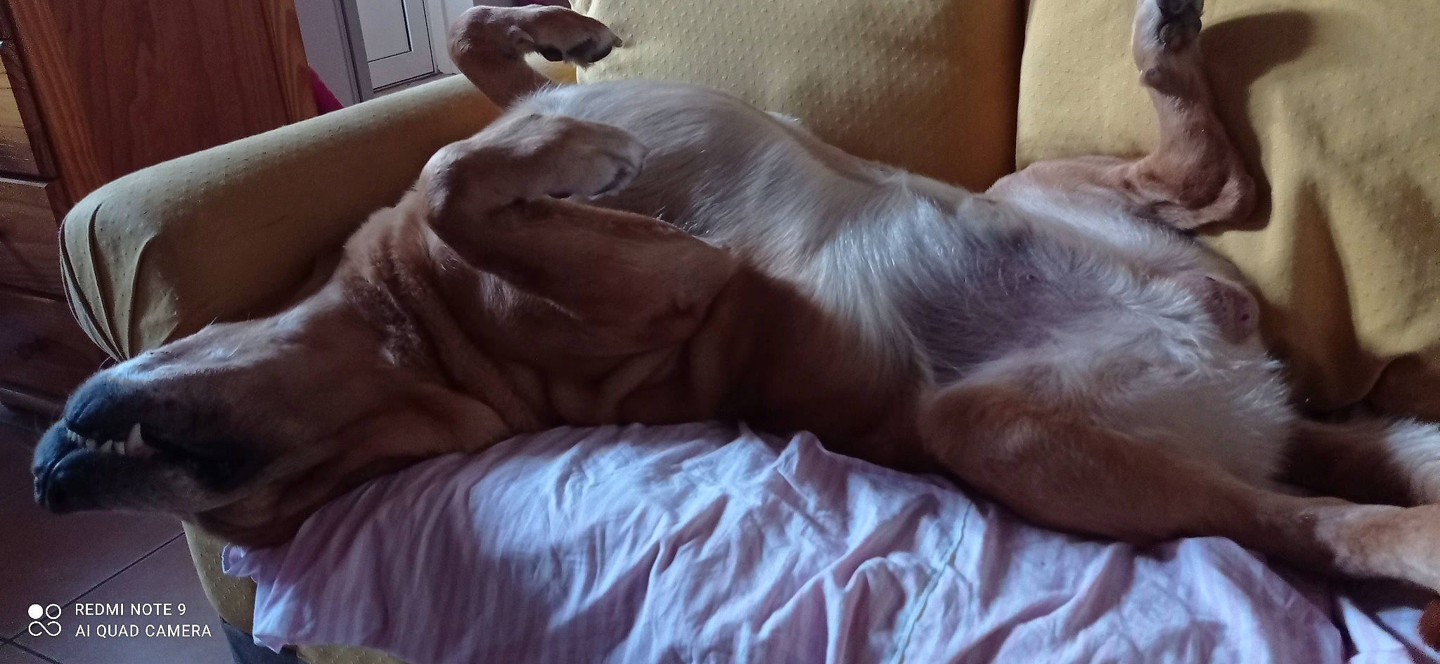 Simba participe au concours pour gagner de l'argent avec cette photo : canidae, carnivore, chair, comfort, companion_dog, dog, dog_breed, fawn, felidae, fur, furniture, hardwood, liver, paw, small_to_medium_sized_cats, snout, sporting_group, tail, whiskers, working_animal