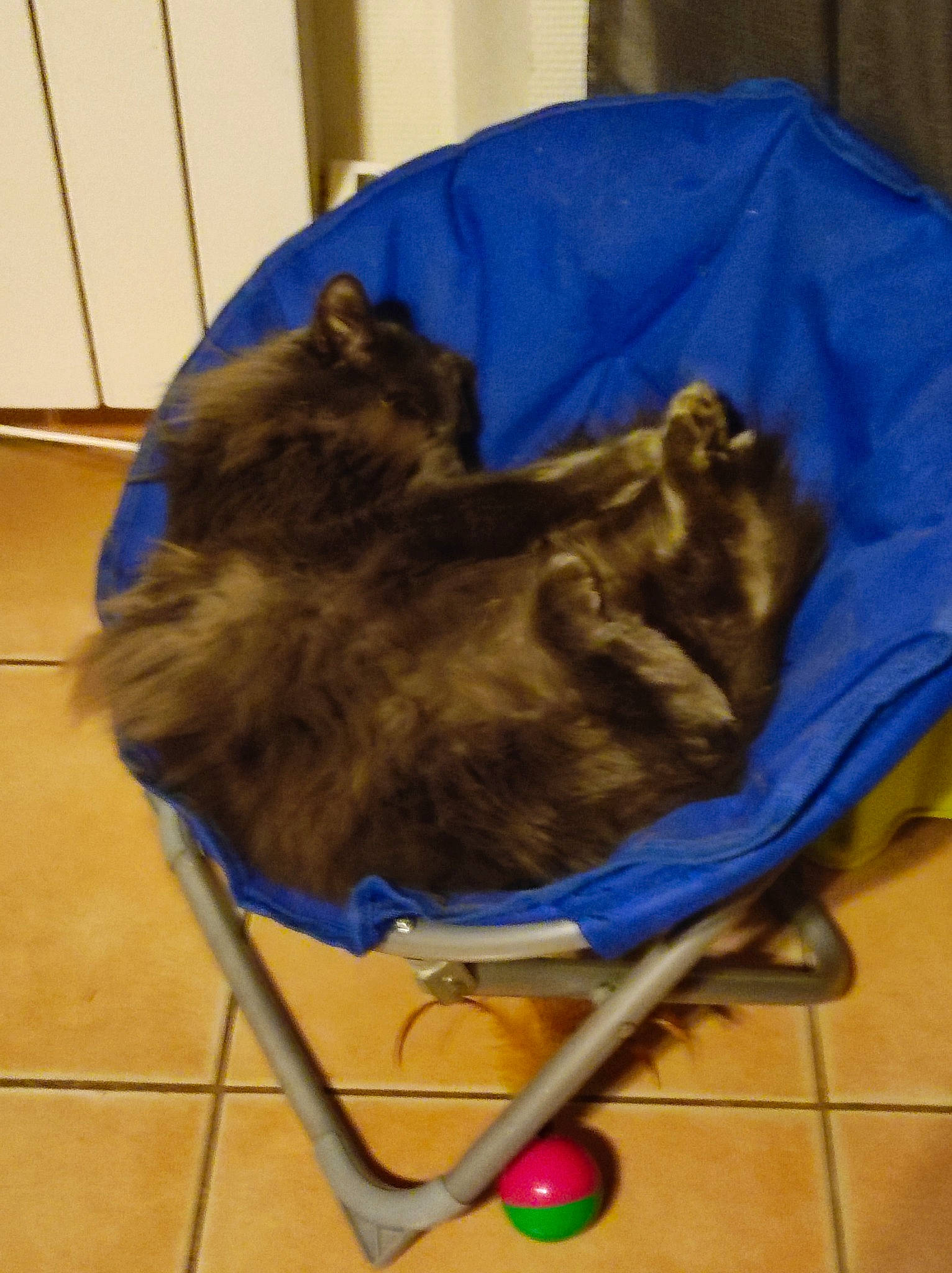 Marcus a rejoint le concours — aidez-le/la à gagner de superbes lots ! bag, baggage, canidae, carnivore, cat, comfort, companion_dog, dog_breed, domestic_short_haired_cat, electric_blue, felidae, flooring, fur, small_to_medium_sized_cats, sporting_group, tail, terrestrial_animal, vertebrate, whiskers