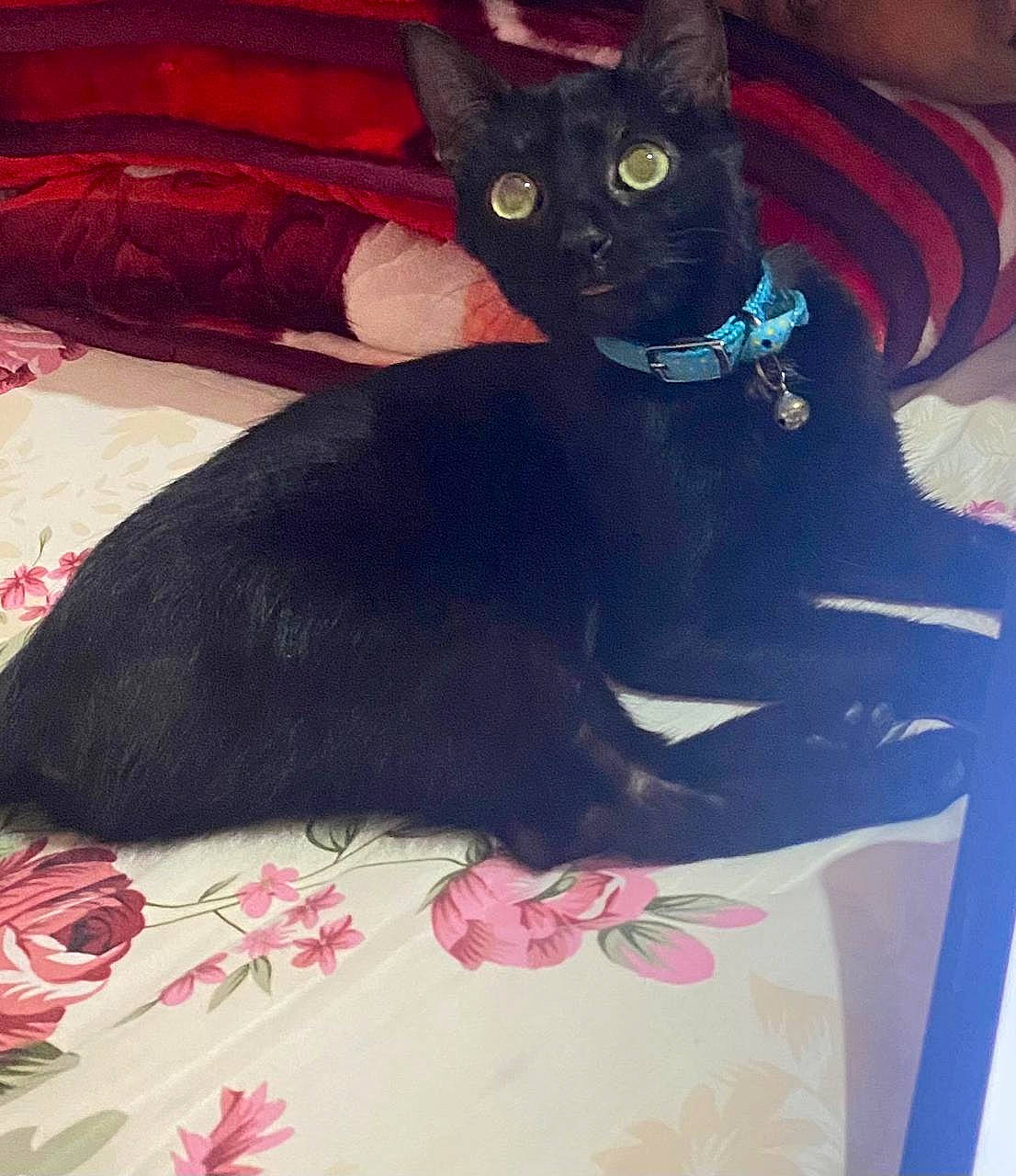 animal, bed, bedroom, blackcat, blanket, cat, couch, cushion, egyptiancat, flower, furniture, homedecor, indoors, kitten, manx, pet, plant, quilt, room, rose