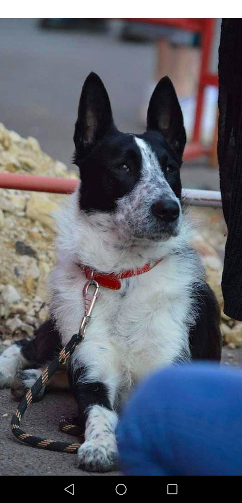 Lascar a rejoint le concours — aidez-le/la à gagner de superbes lots ! canidae, carmine, carnivore, collar, companion_dog, dog, dog_breed, dog_collar, fashion_accessory, fur, leash, non_sporting_group, snout, sporting_group, whiskers, working_animal, working_dog