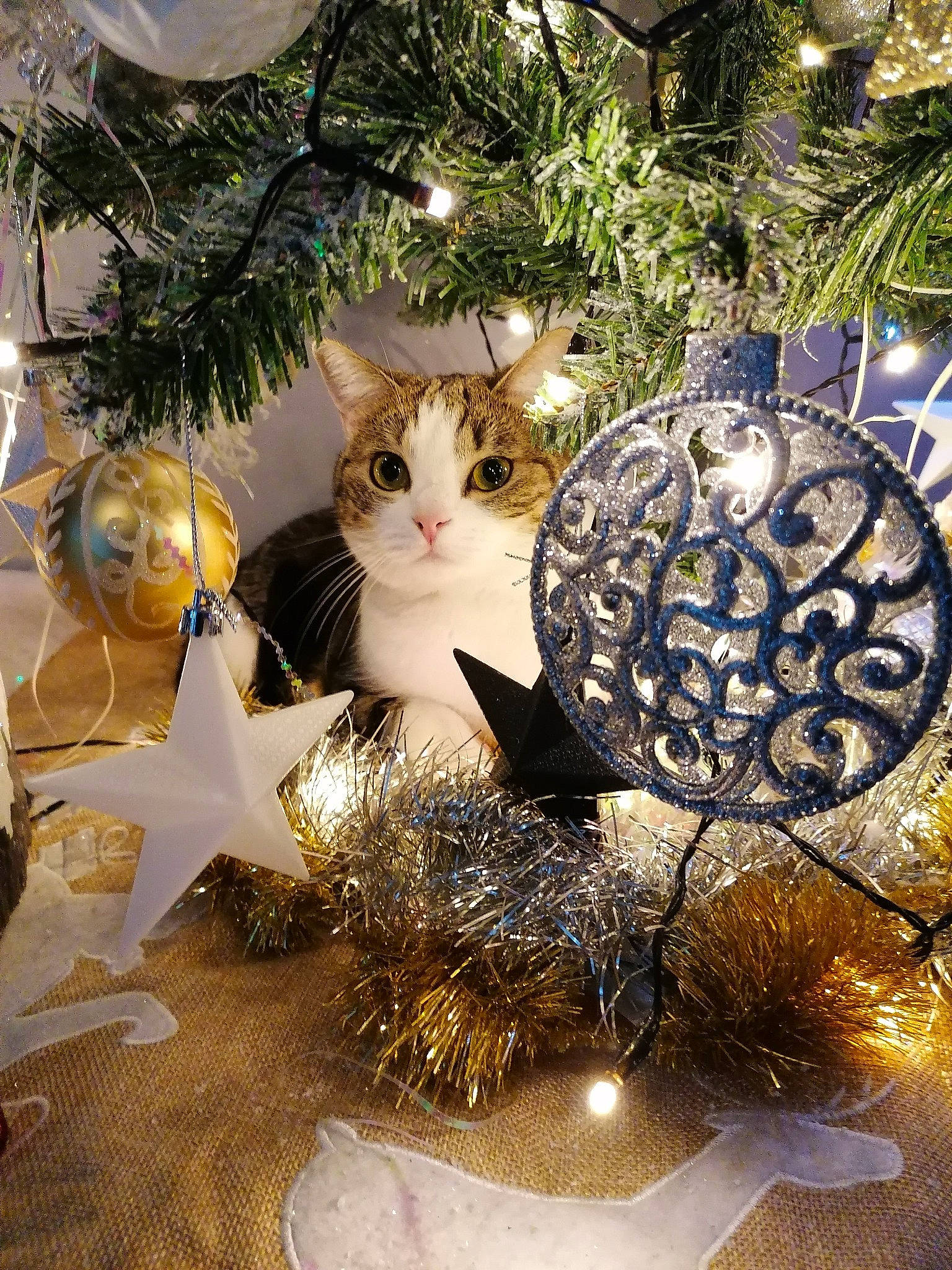 Elya a rejoint le concours — aidez-le/la à gagner de superbes lots ! branch, carnivore, cat, christmas, christmas_decoration, christmas_eve, christmas_ornament, christmas_tree, conifer, decoration, event, evergreen, felidae, holiday, holiday_ornament, interior_design, ornament, small_to_medium_sized_cats, whiskers, winter