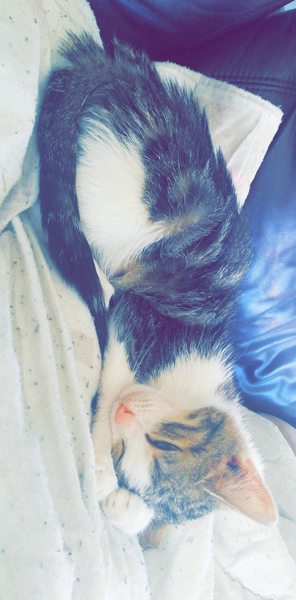 Elya participe au concours pour gagner de l'argent avec cette photo : cat, ear, fur, neck, rat, tail, whiskers