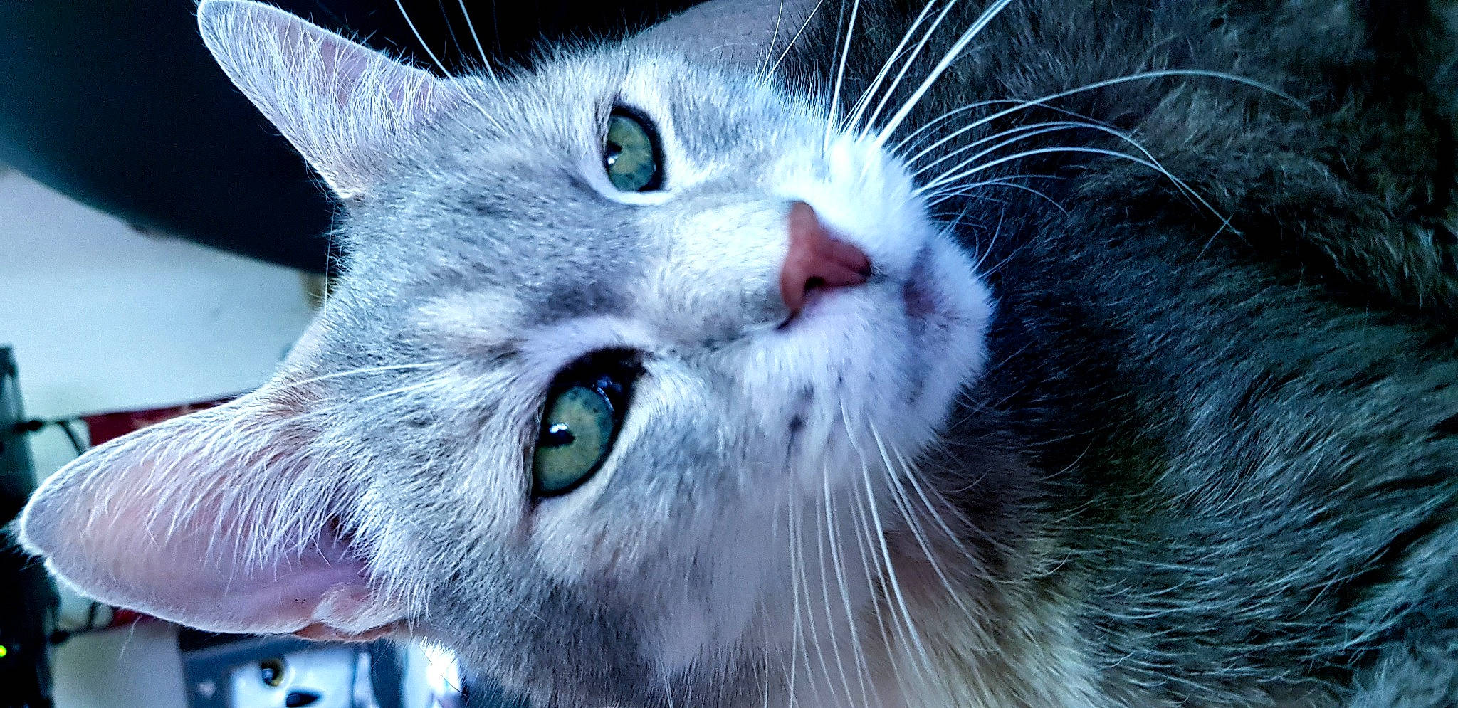 Roméo a rejoint le concours — aidez-le/la à gagner de superbes lots ! aegean_cat, british_semi_longhair, carnivore, cat, close_up, domestic_short_haired_cat, european_shorthair, eye, felidae, fur, kitten, nebelung, nose, ojos_azules, photography, siberian, small_to_medium_sized_cats, snout, whiskers