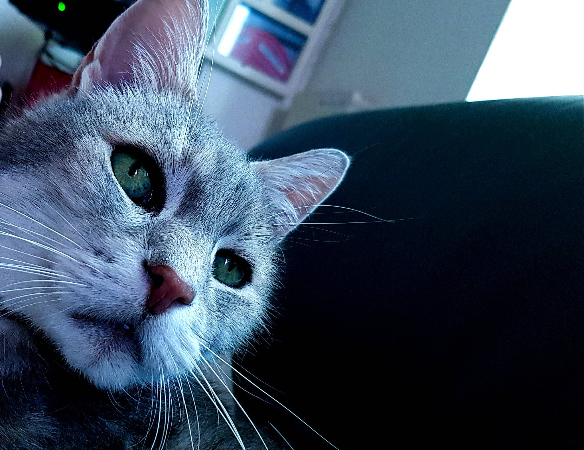 Roméo a rejoint le concours — aidez-le/la à gagner de superbes lots ! american_shorthair, asian, british_shorthair, carnivore, cat, close_up, domestic_short_haired_cat, ear, european_shorthair, eye, felidae, fur, kitten, mammal, nose, small_to_medium_sized_cats, snout, whiskers