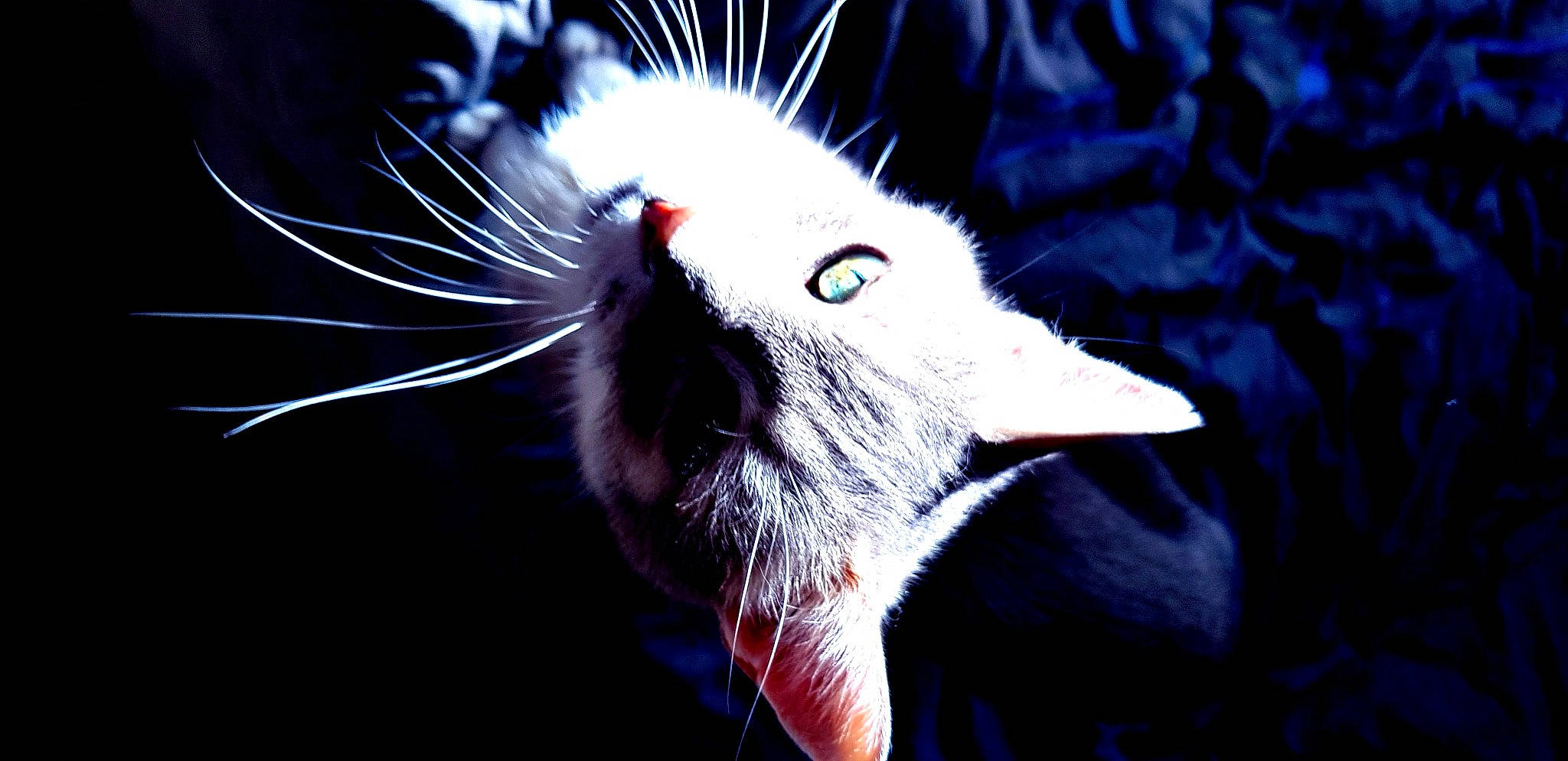 Roméo a rejoint le concours — aidez-le/la à gagner de superbes lots ! cat, close_up, darkness, ear, felidae, fur, nose, organism, small_to_medium_sized_cats, snout, whiskers