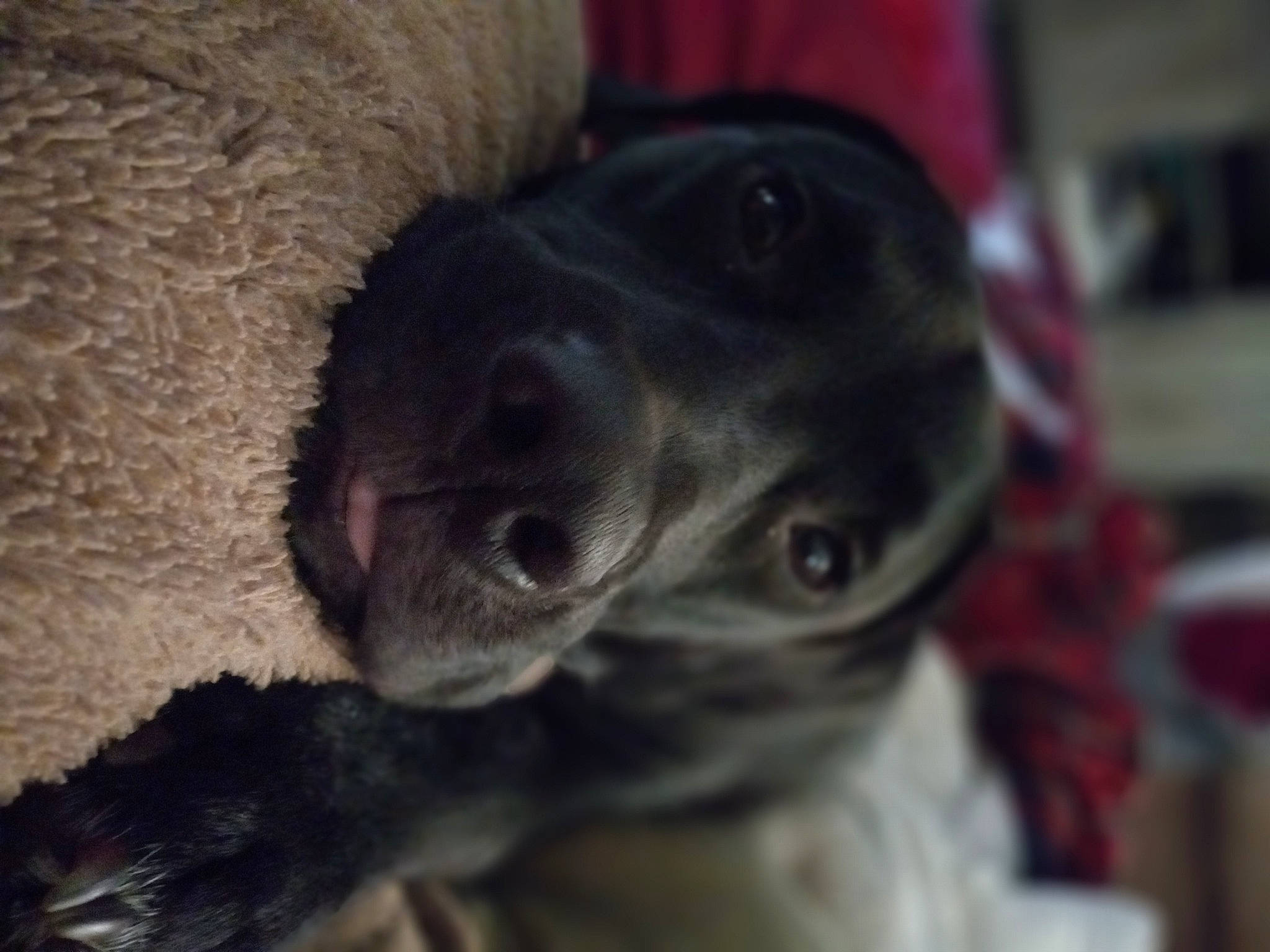 Keelo is registered to the contest to win money with this photo: carnivore, companion_dog, dog, dog_breed, ear, fur, liver, selfie, snout, terrestrial_animal, whiskers, working_animal